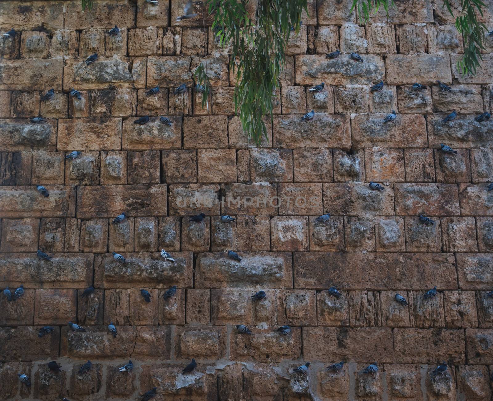 Many doves sitting on the wall.
