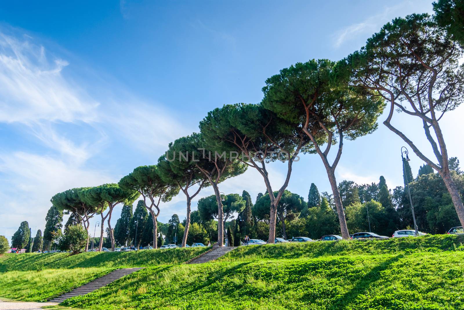 Italian Stone Pines Pinus Pinea also known as Umbrella Pines and by Zhukow