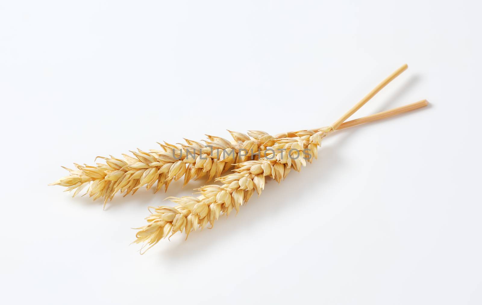 Two wheat ears on white background