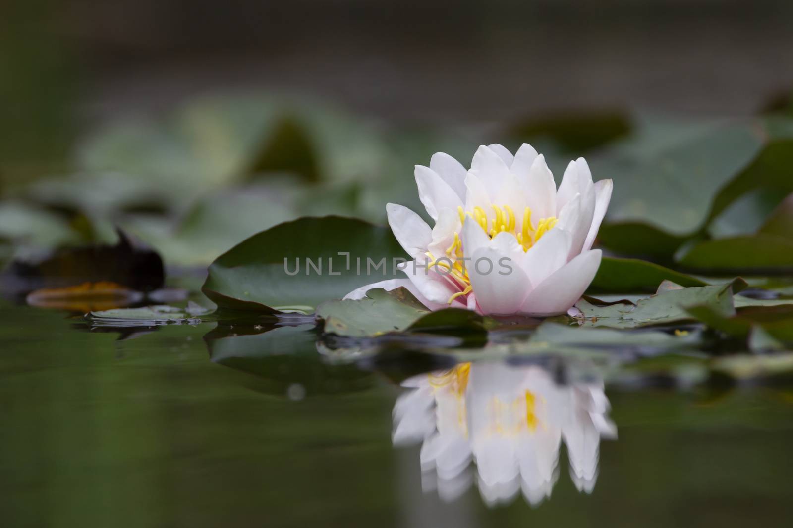 White lotus waterlily lily flower in a pond by Elenaphotos21