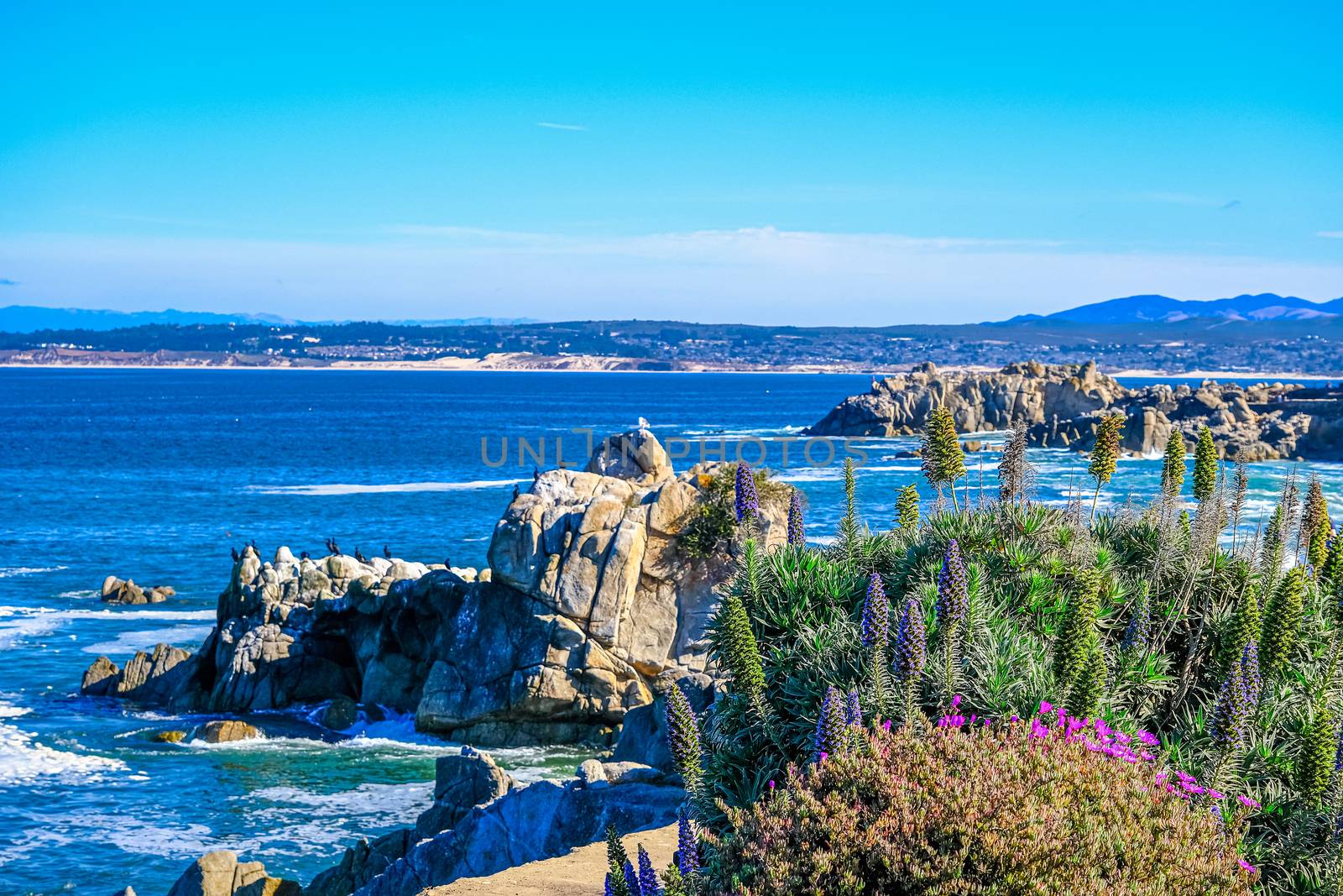 Wildflowers on Monterey Coast near Pacific Grove