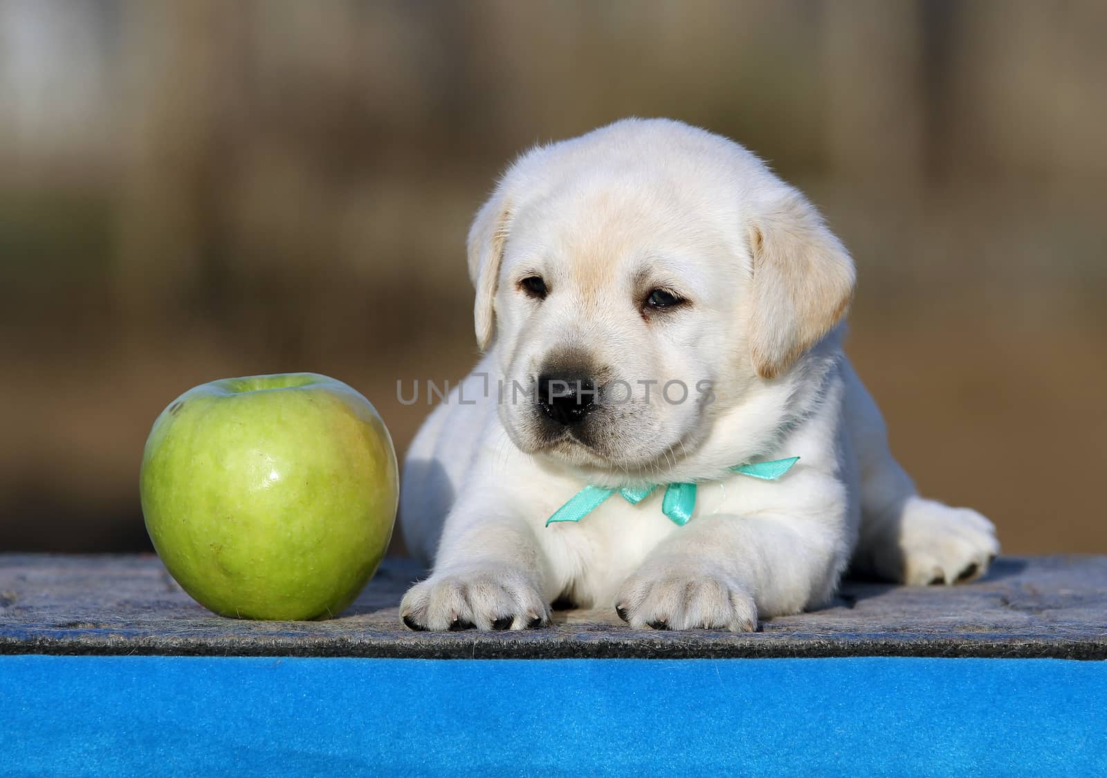little labrador puppy on a blue background