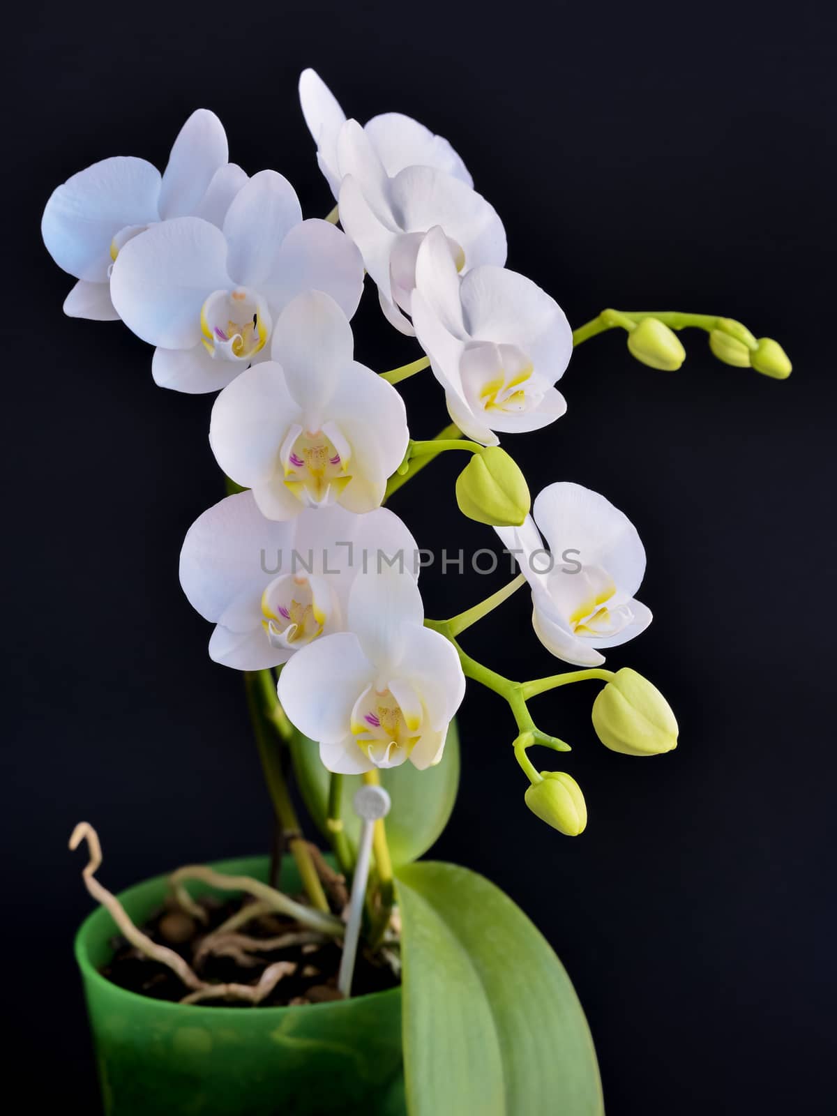 Blooming white phalaenopsis orchid with dense leaves on a black background.