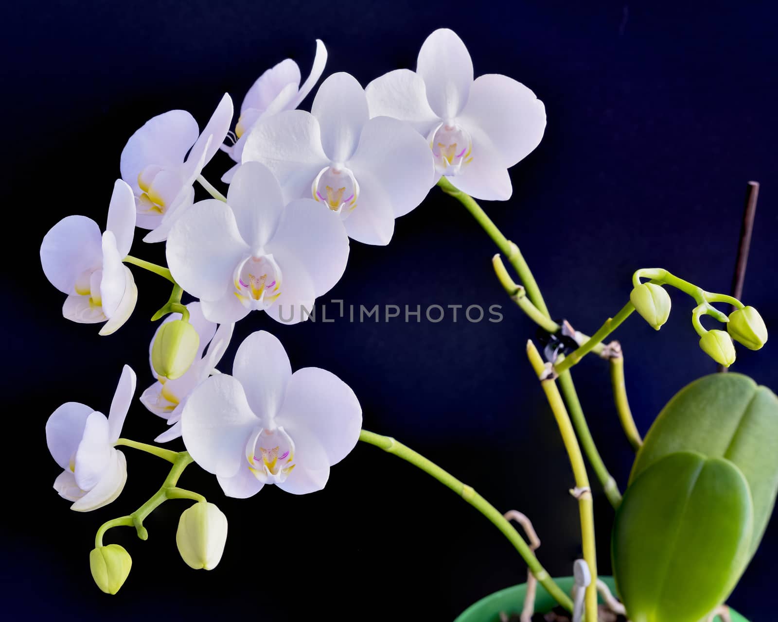 Blooming white phalaenopsis orchid with dense leaves on a black background.