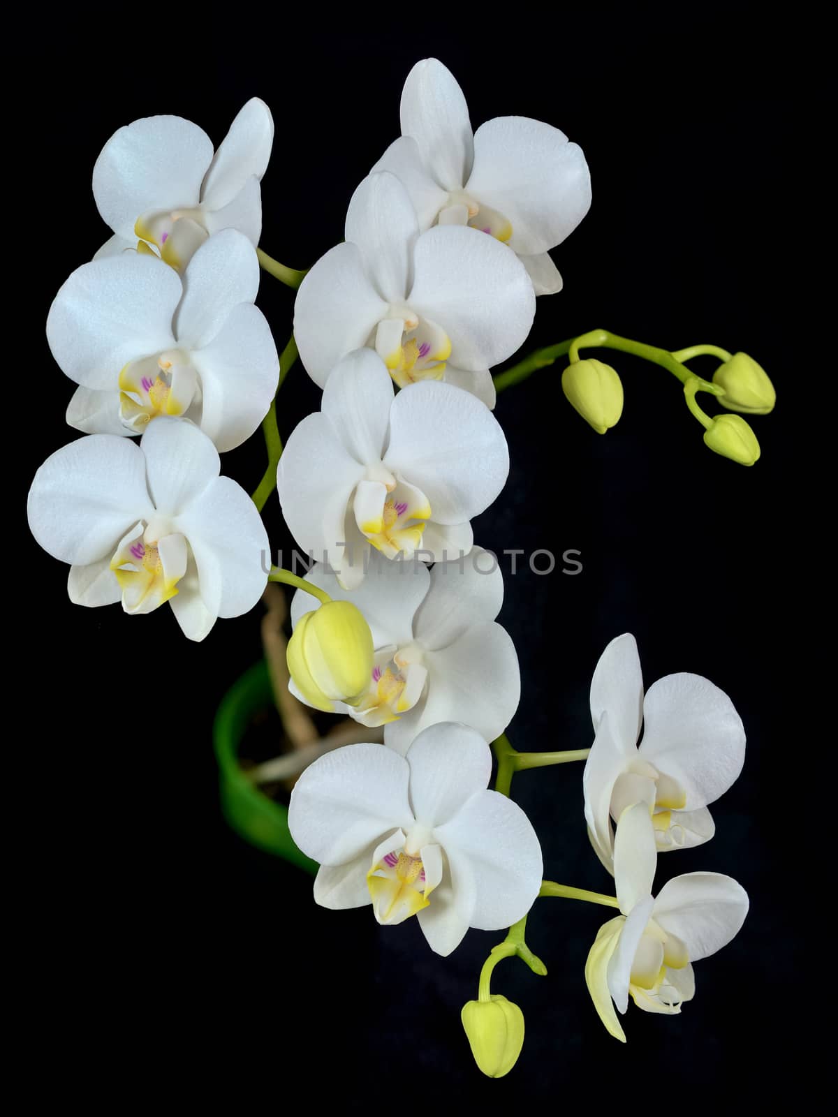 Blooming white phalaenopsis orchid with dense leaves on a black background.