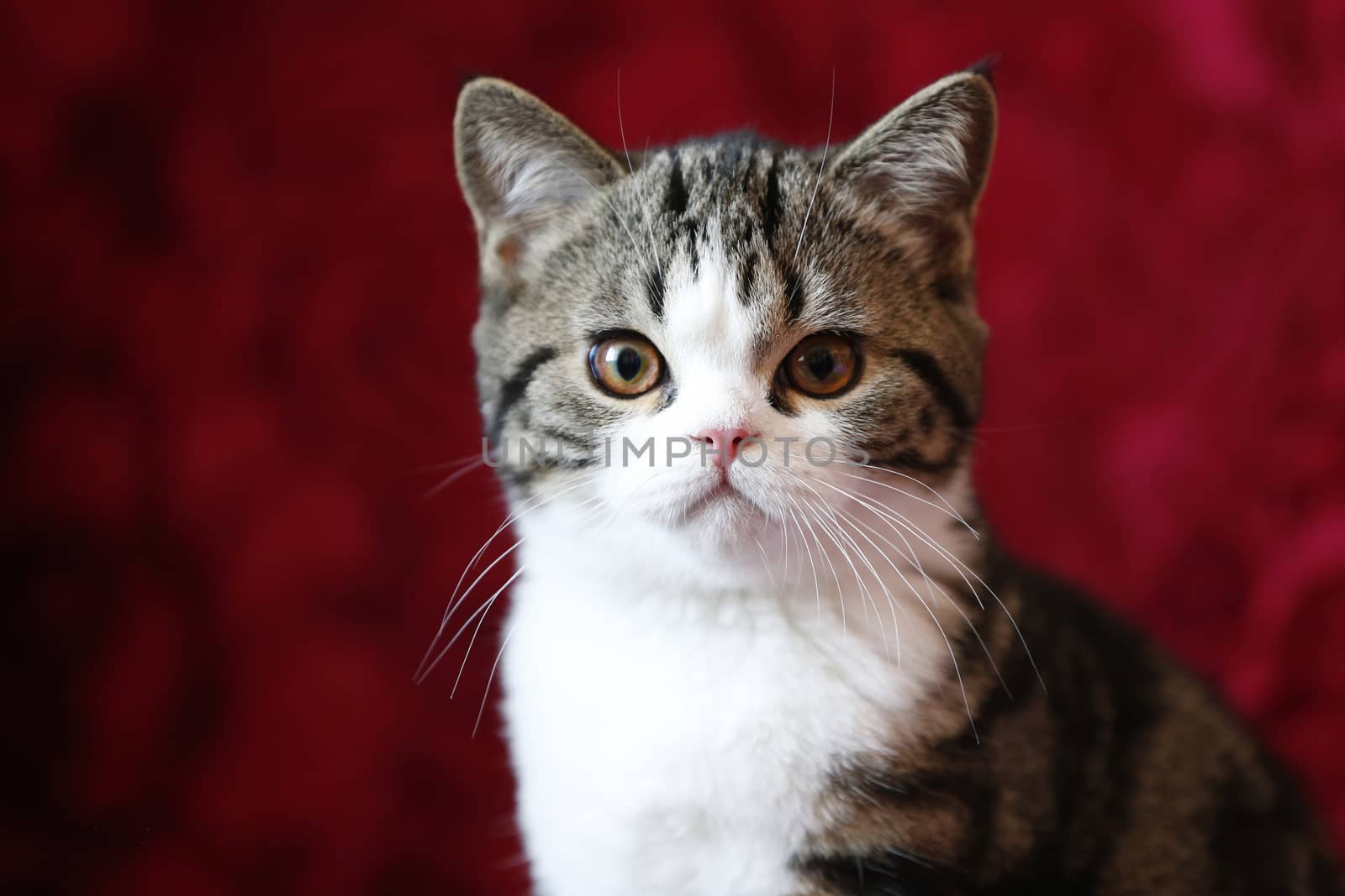 British cat, striped with yellow eyes.Portrait of a cat. Cot Muzzle