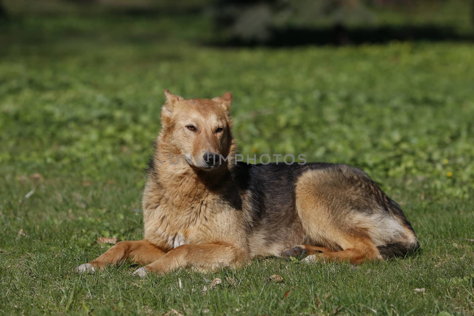 Big dog lying on the grass.Street dog. An unrelated animal. Friend of human.A lonely dog. A non-pedigree dog