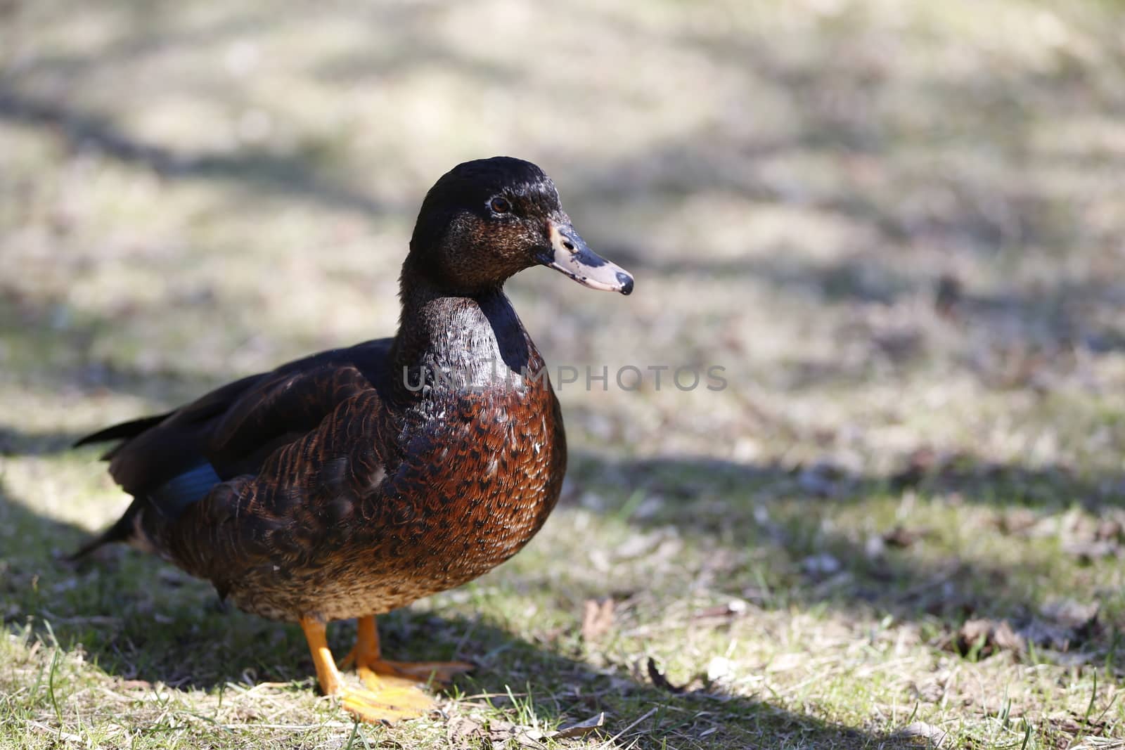 Gray duck walk along the ground. Wild bird