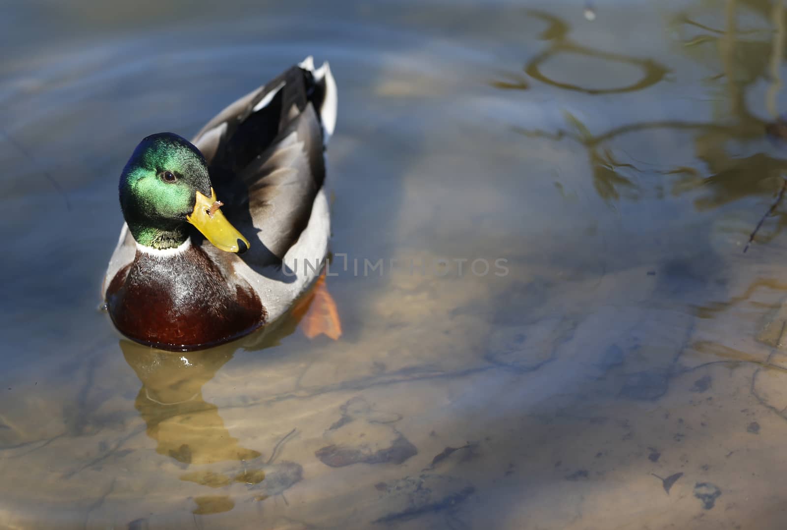 Duck drake.Waterfowl on the lake;