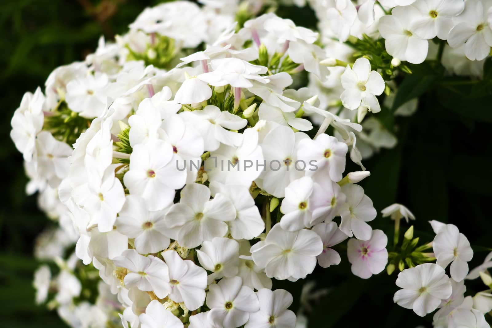 Phlox white shrub grows in a garden or park