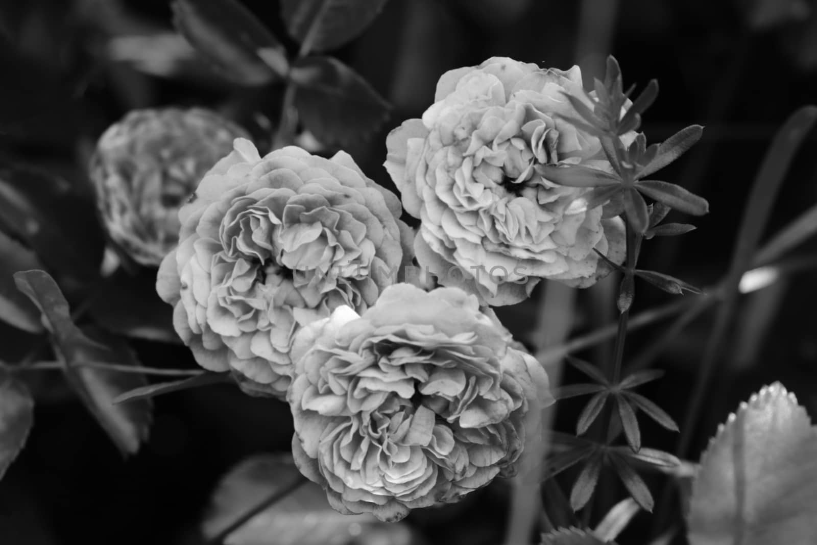 Rose buds in the garden black and white photo