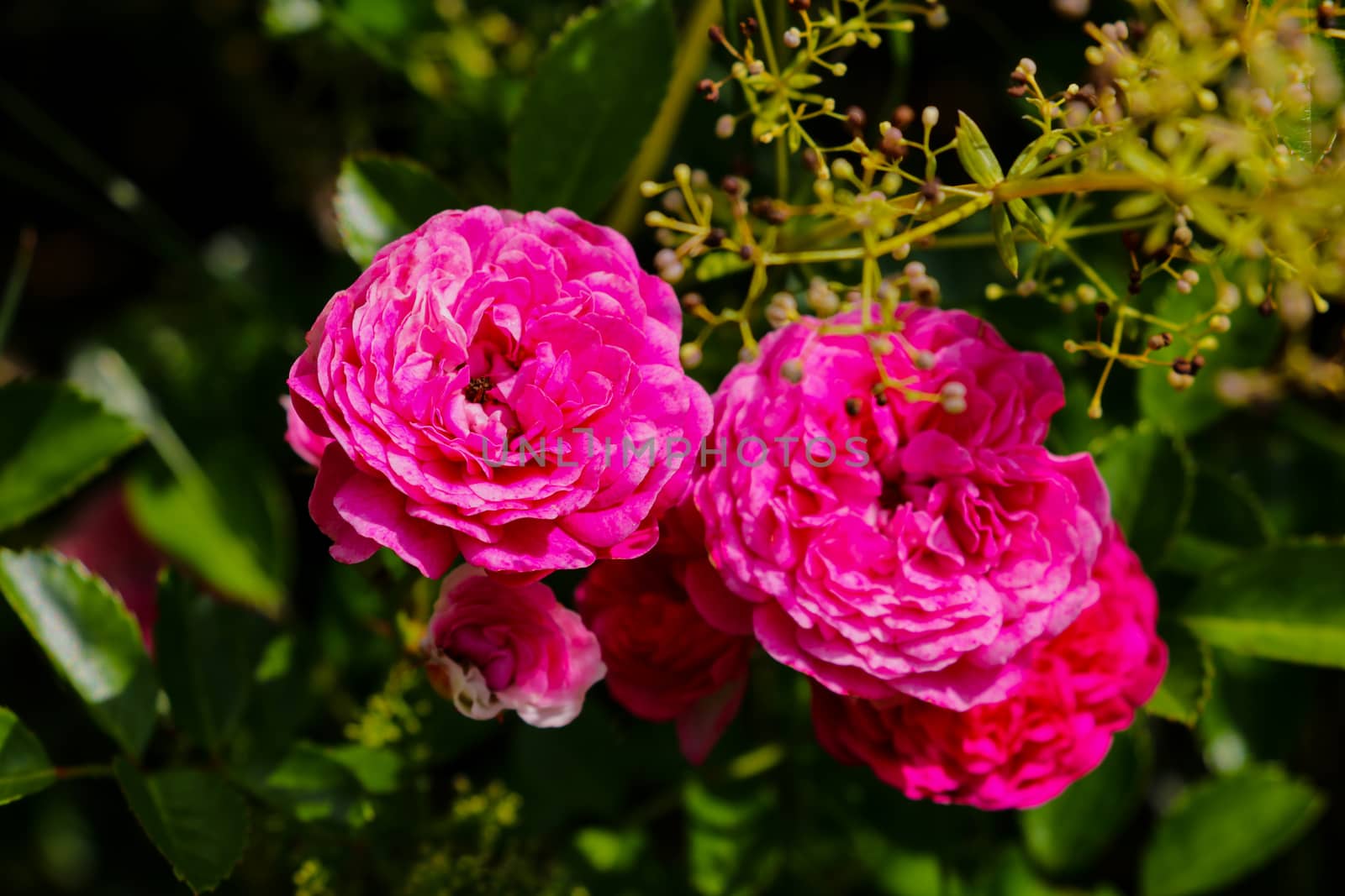 Flowering red roses in the garden, nature