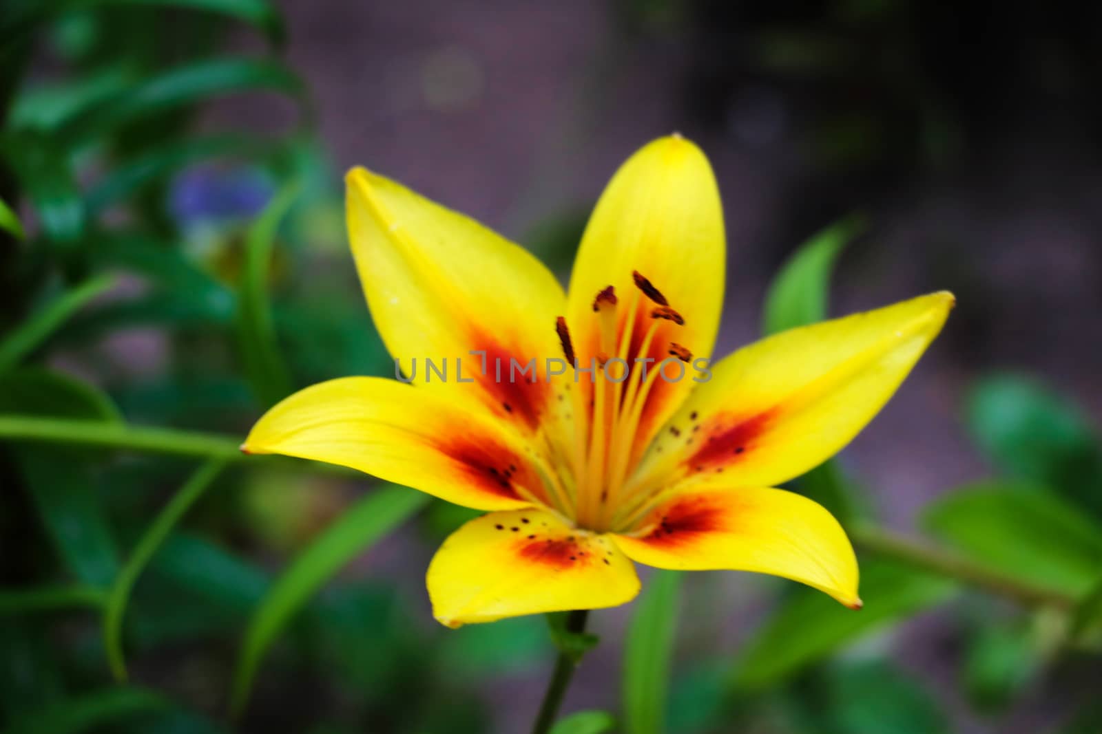 Summer flowers in nature. Yellow lilly close-up