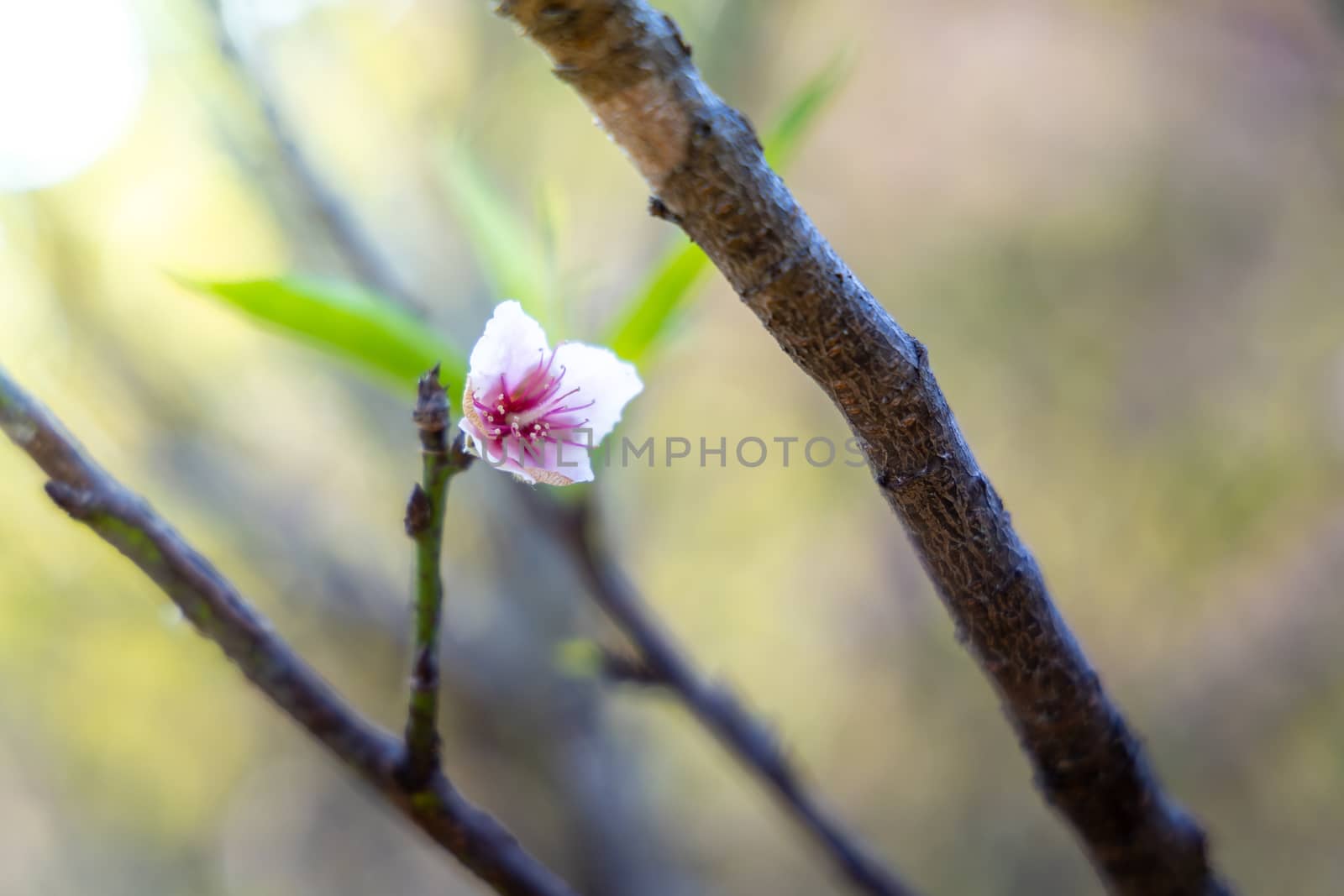 Sakura flowers blooming blossom in Chiang Mai, Thailand, nature background