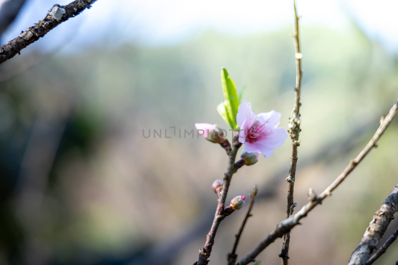 Sakura flowers blooming blossom in Chiang Mai, Thailand, nature background