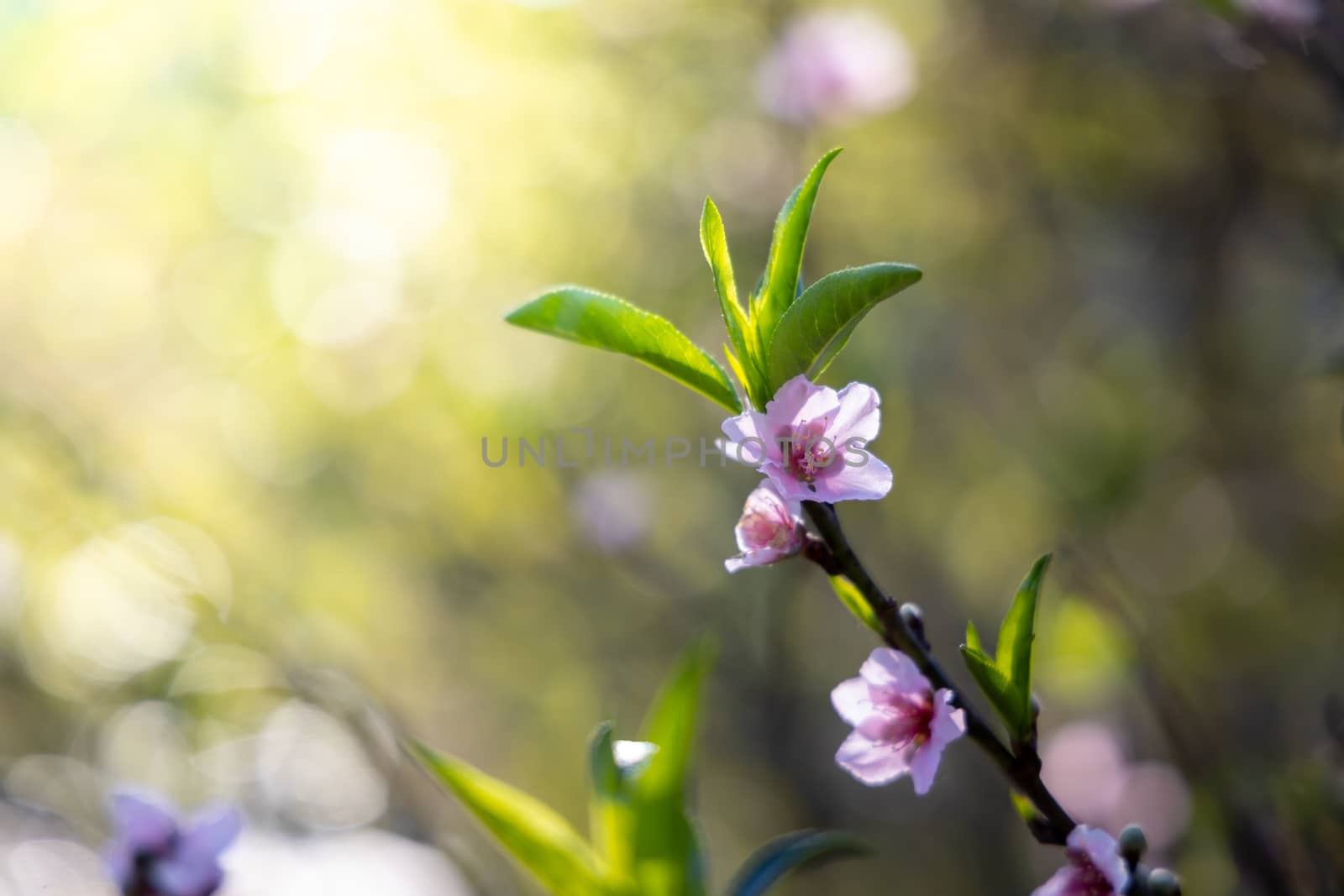 Sakura flowers blooming blossom in Chiang Mai, Thailand, nature background