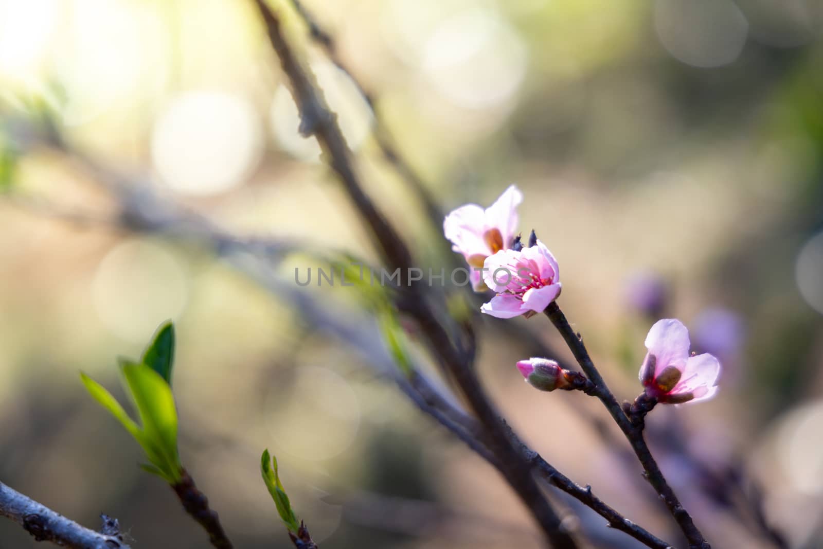 Sakura flowers blooming blossom in Chiang Mai, Thailand, nature background