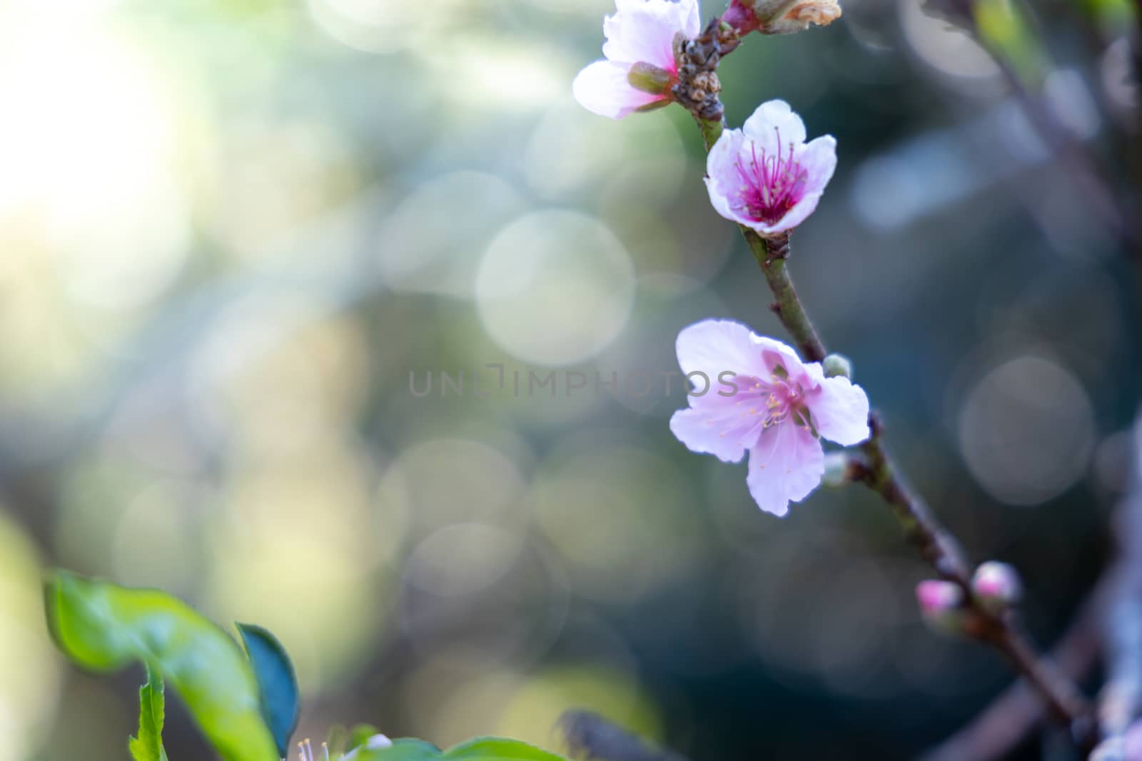 Sakura flowers blooming blossom in Chiang Mai, Thailand, nature background