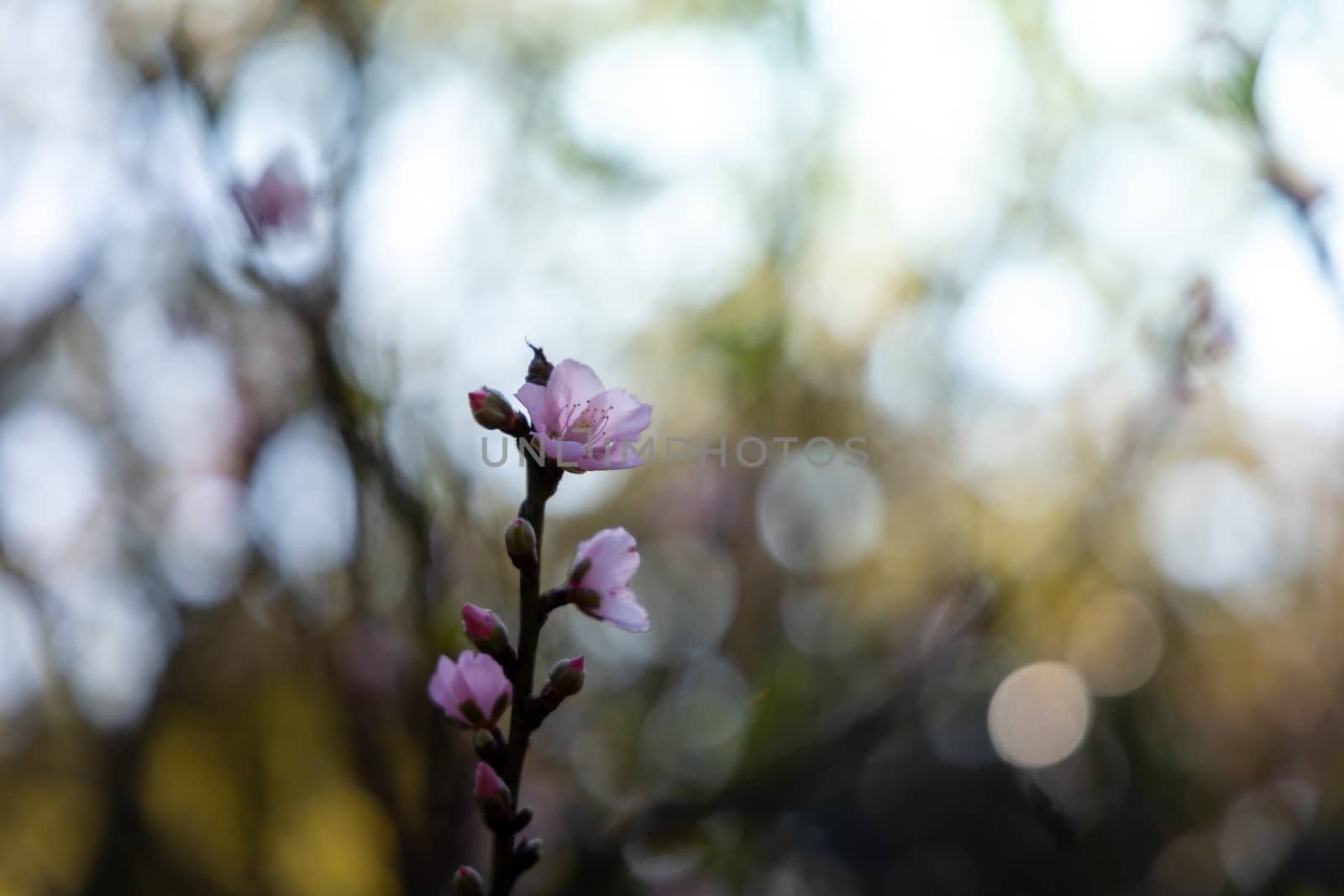 Sakura flowers blooming blossom in Chiang Mai, Thailand, nature background