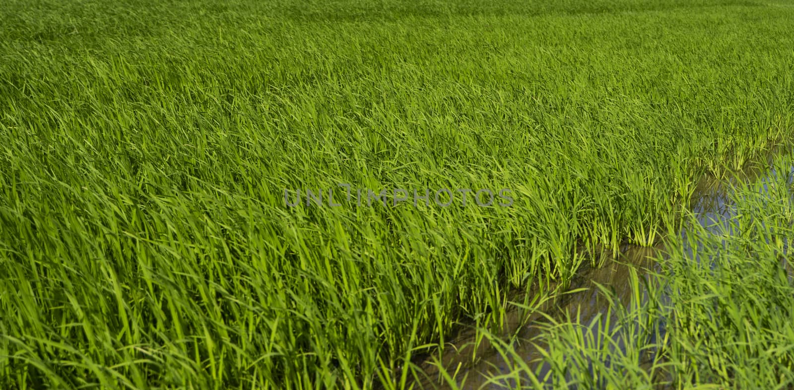 Green rice field in a daylight. Harvest of rice. Beautiful terraces of rice field in water season and Irrigation. Agriculture