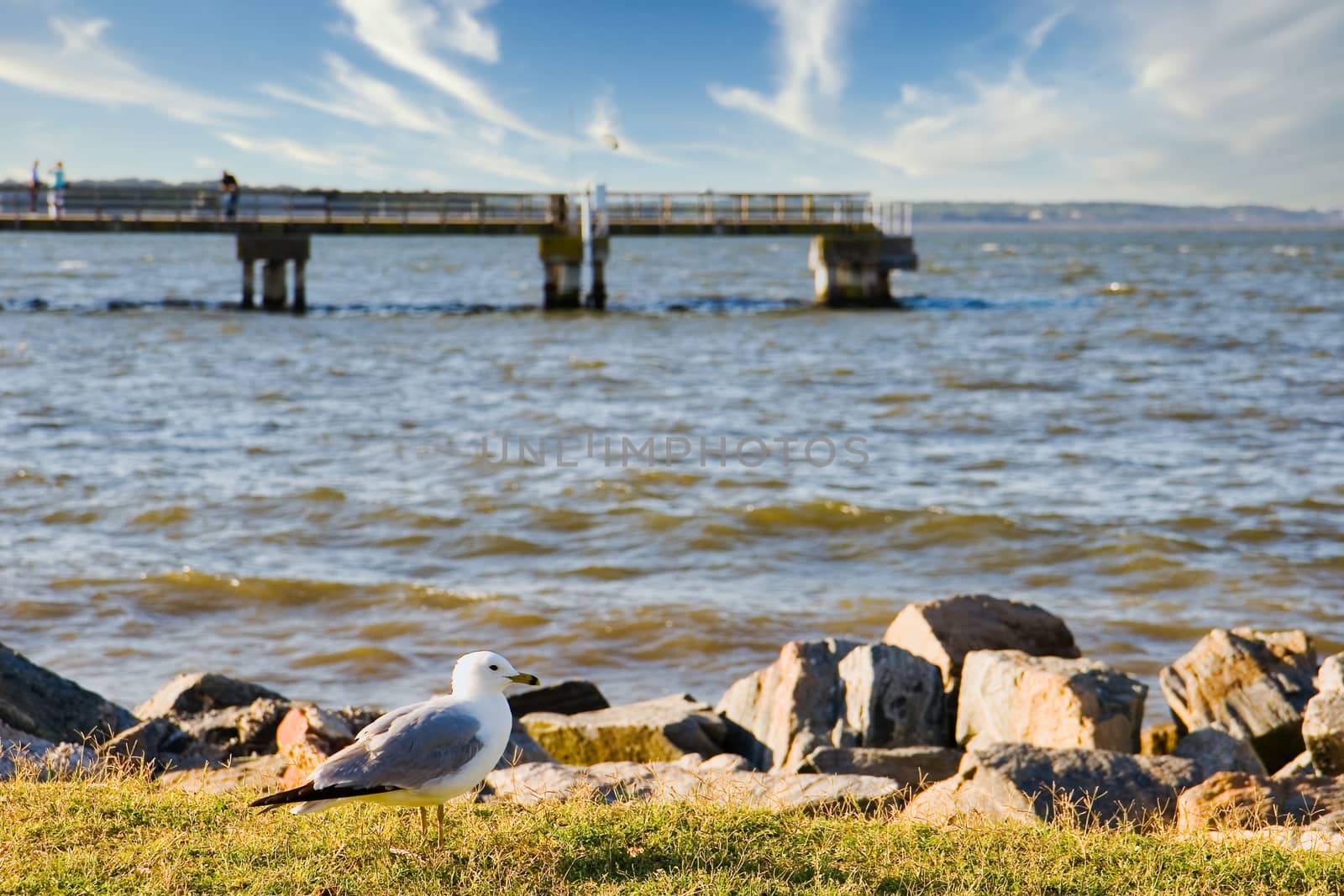 Seagull and Pier in Background by dbvirago