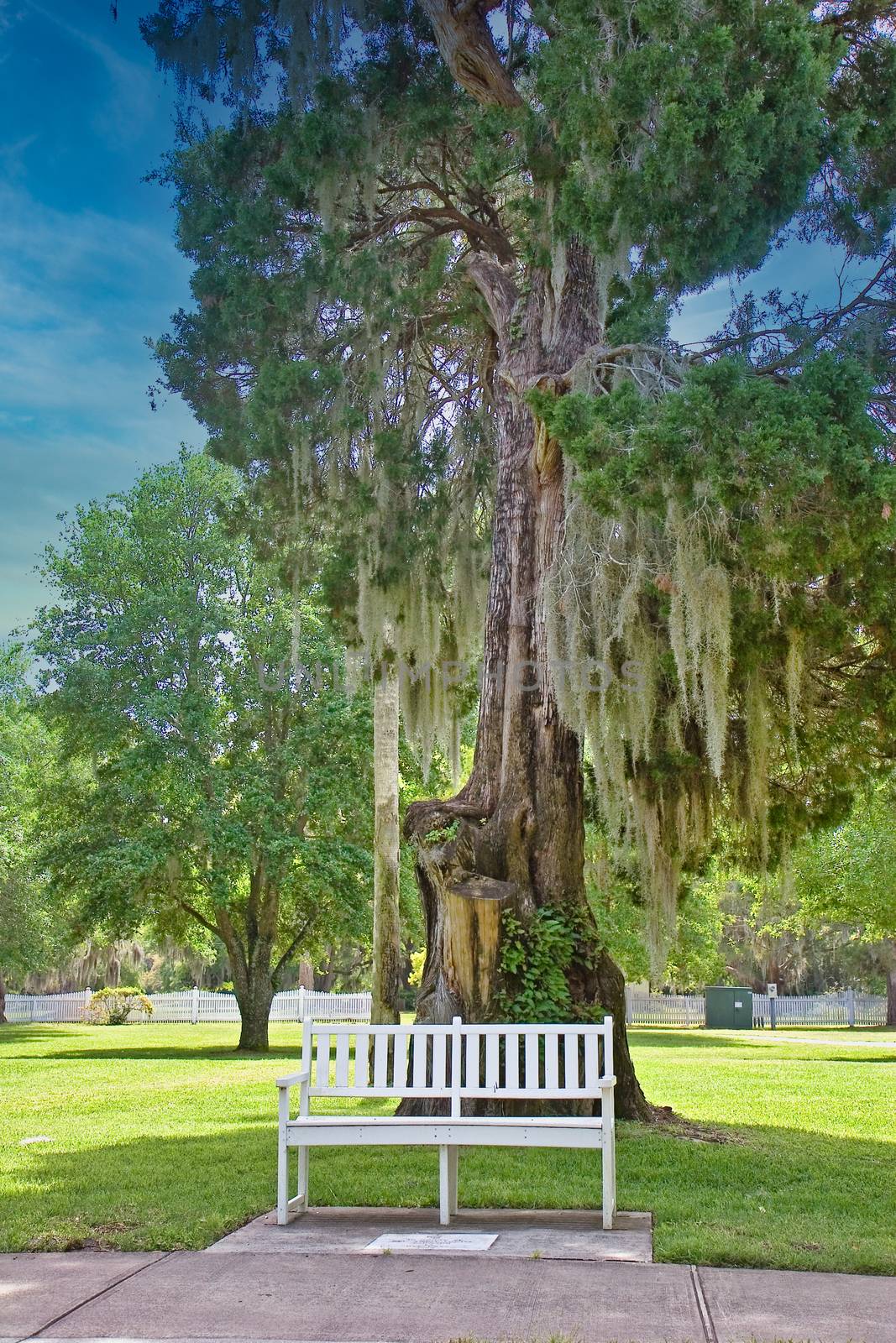 White Bench Under Southern Oak Tree by dbvirago