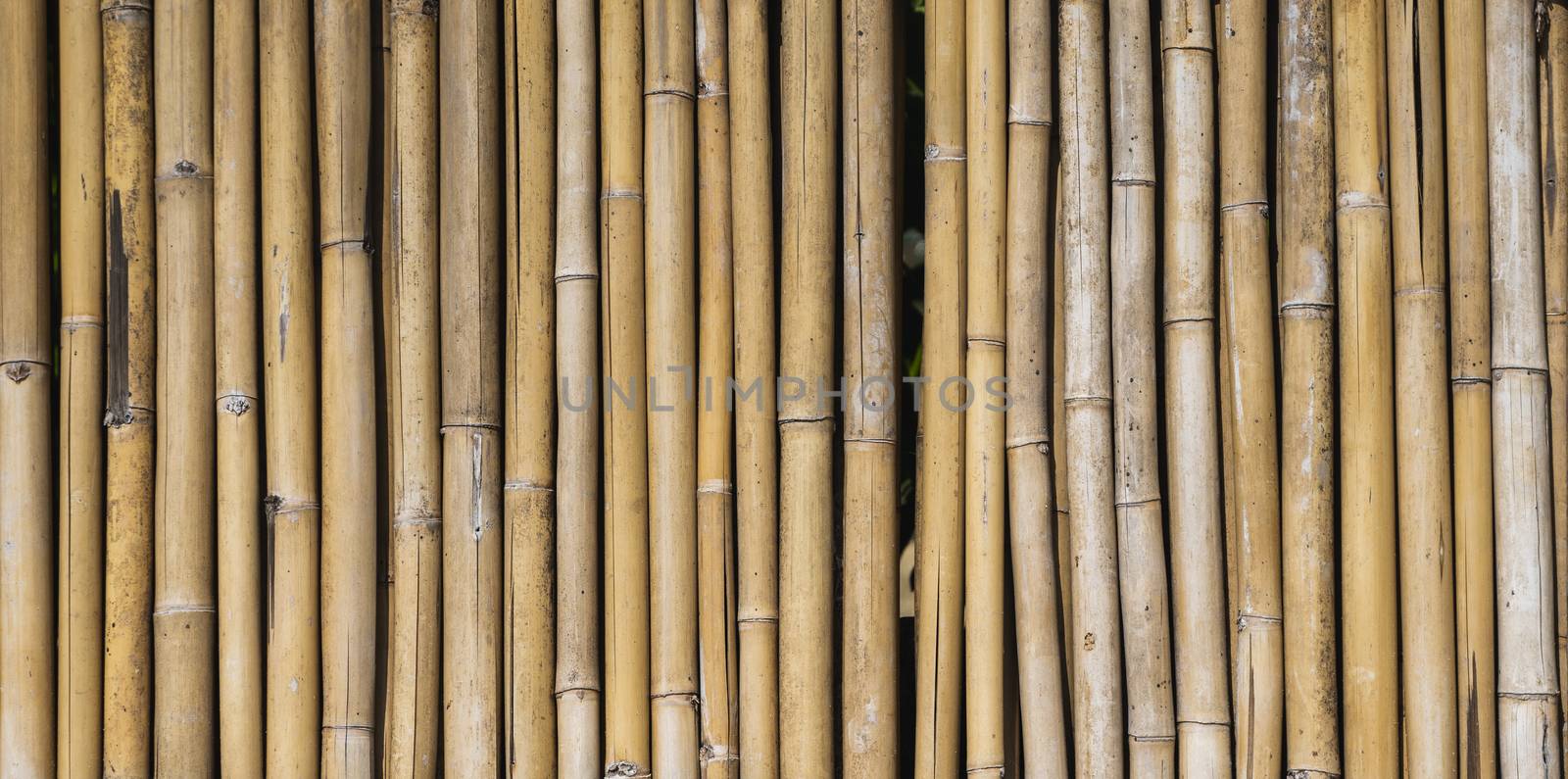 Dry bamboo fence texture or background. Eco natural background concept. by vovsht