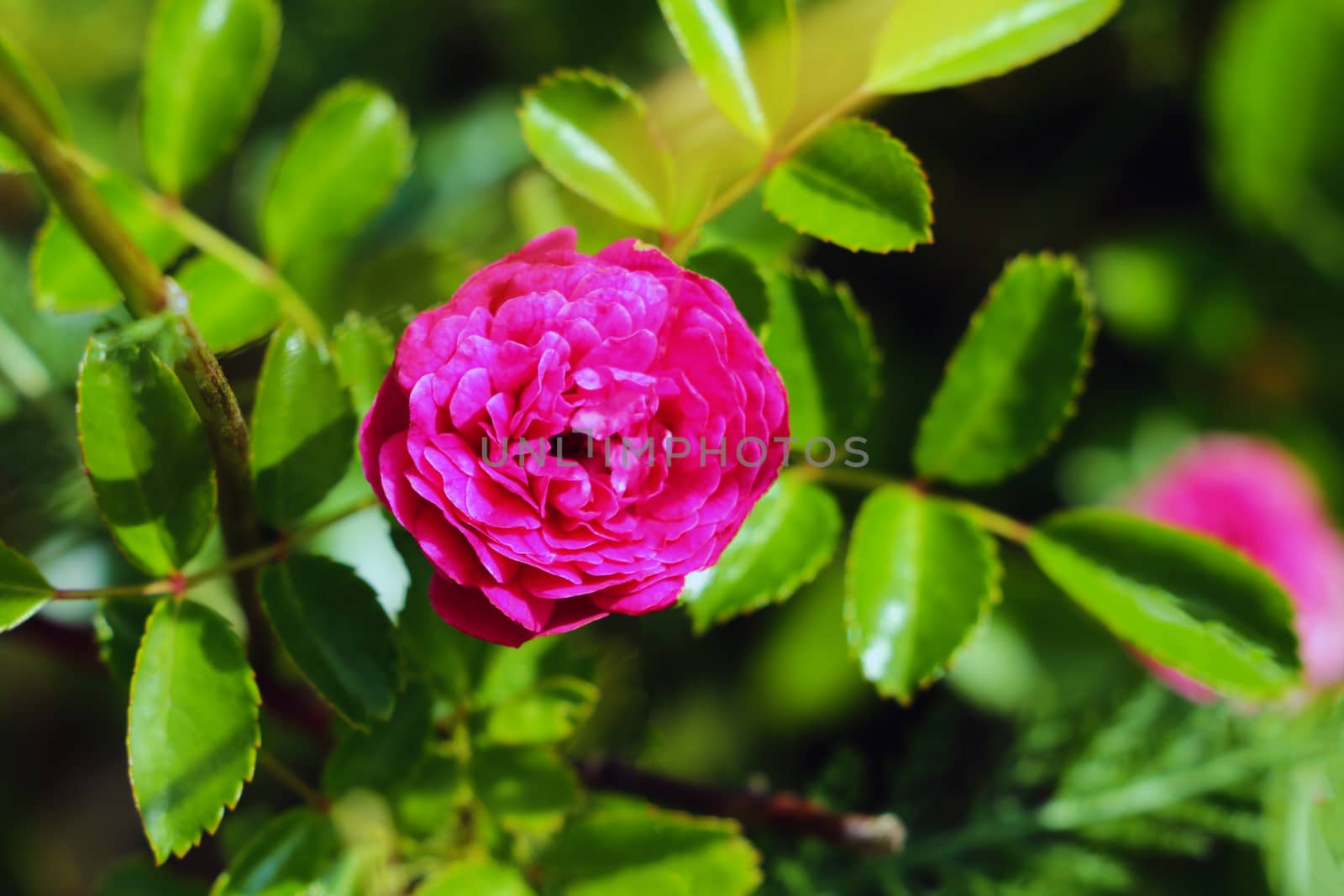 Red rose as a natural and holidays background in the garden