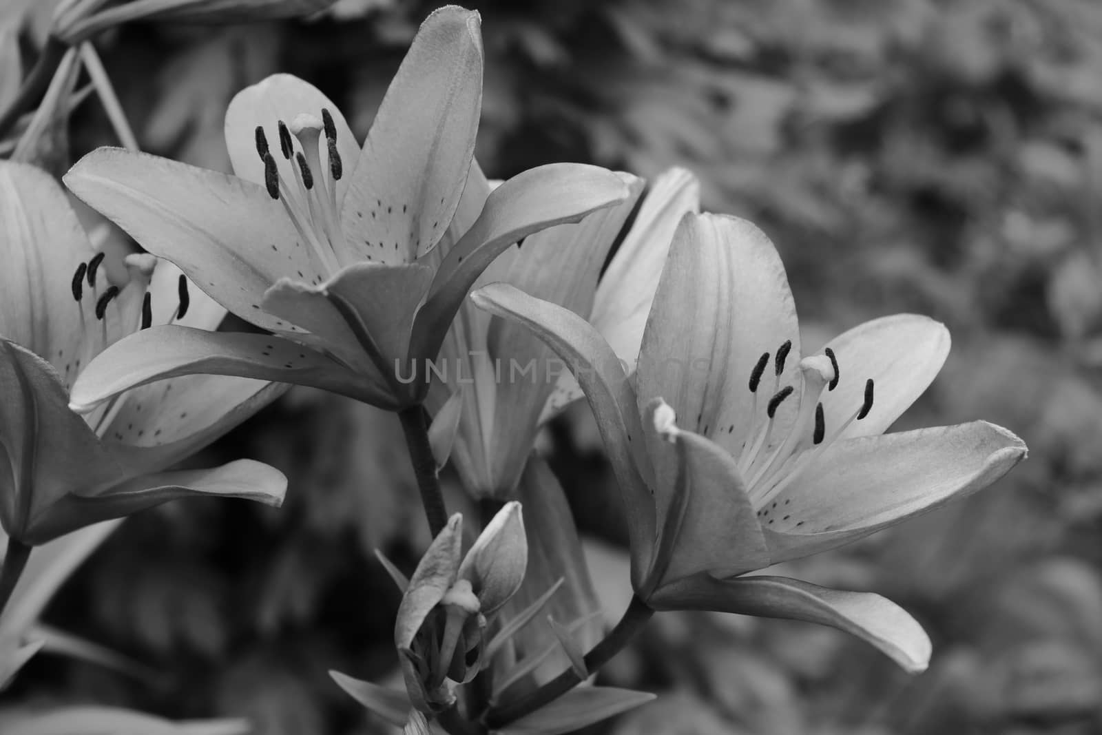 Lilly folwer grwoing in garden. Nature. Spring. Black white photo