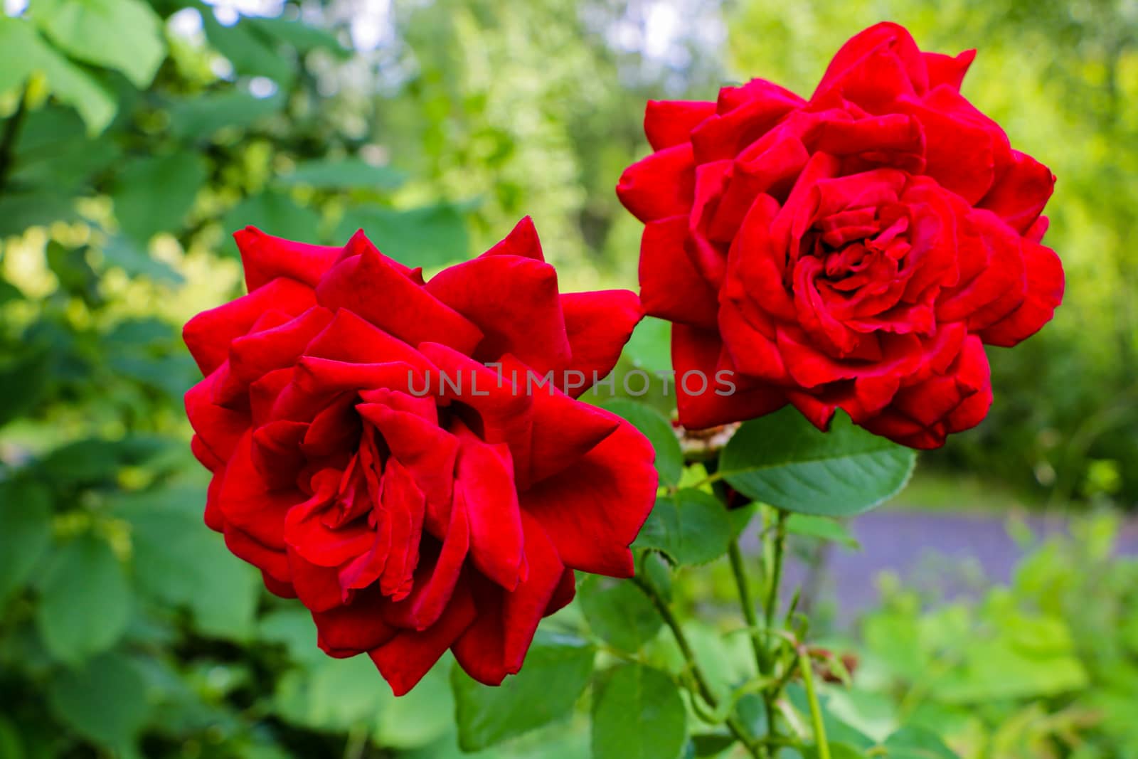 Red rose as a natural and holidays background in the garden. by kip02kas