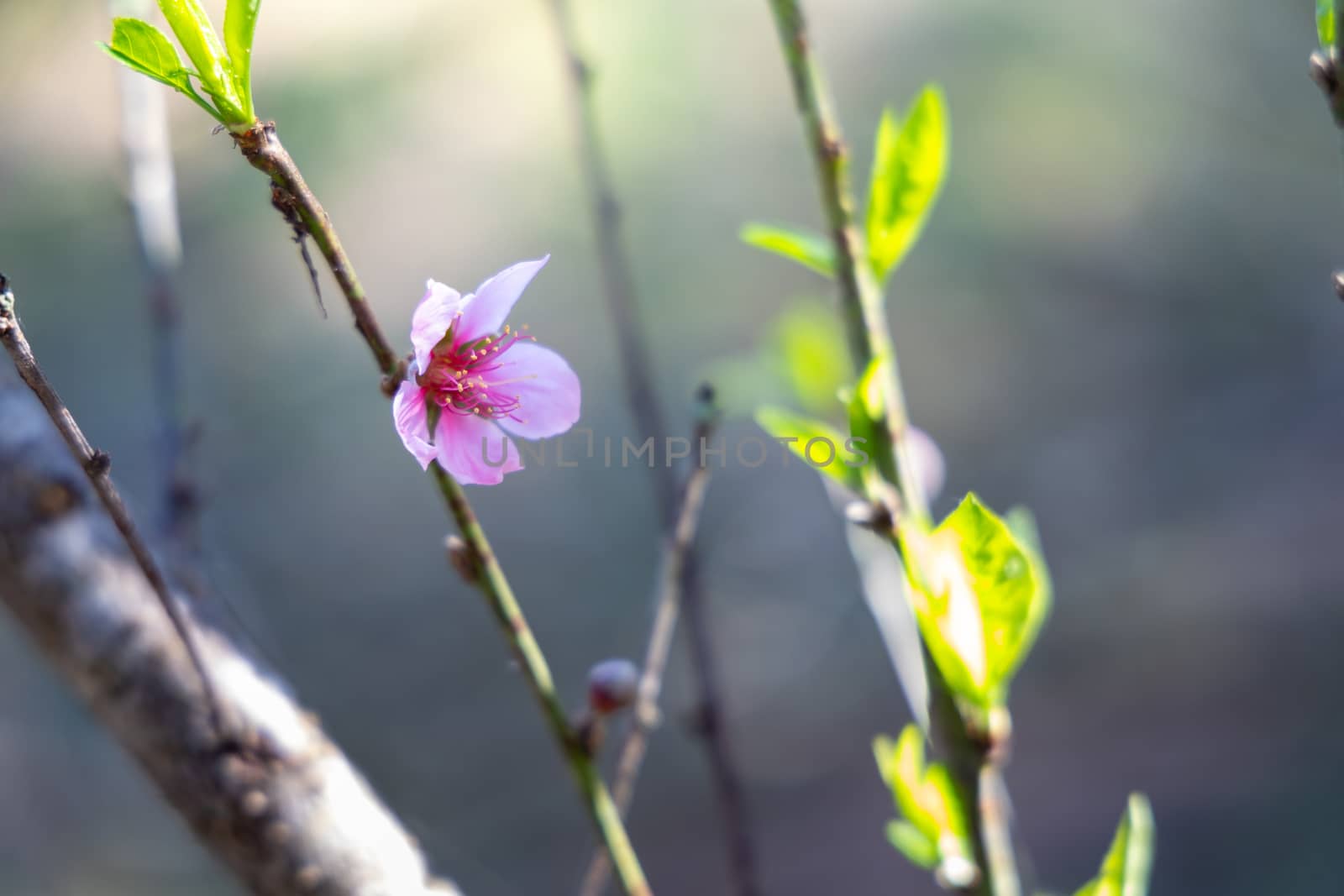 Sakura flowers blooming blossom in Chiang Mai, Thailand, nature background