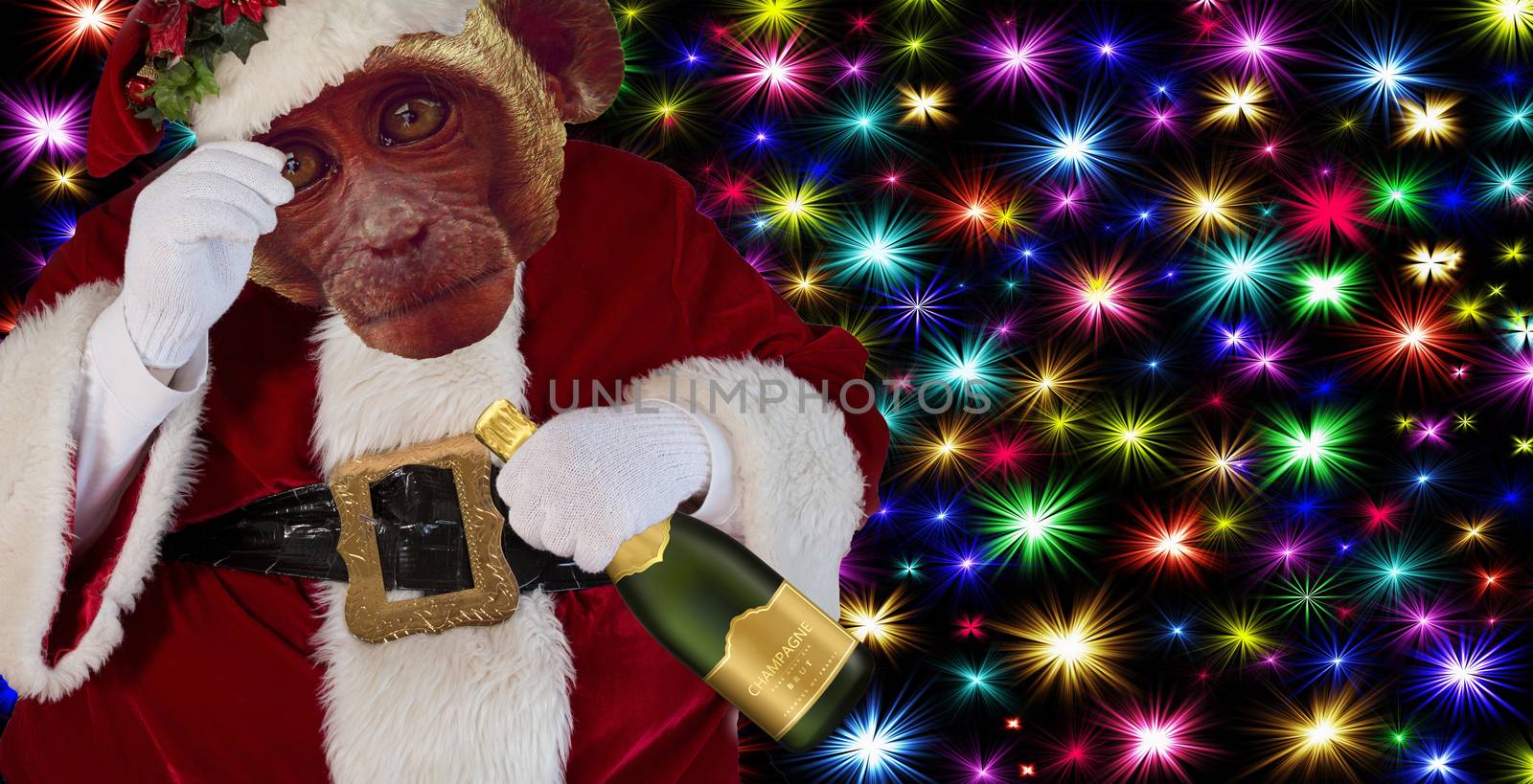 Christmas funny monkey wearing a Santa close robe costume and holding a champagne bottle isolated on a colorful stars background