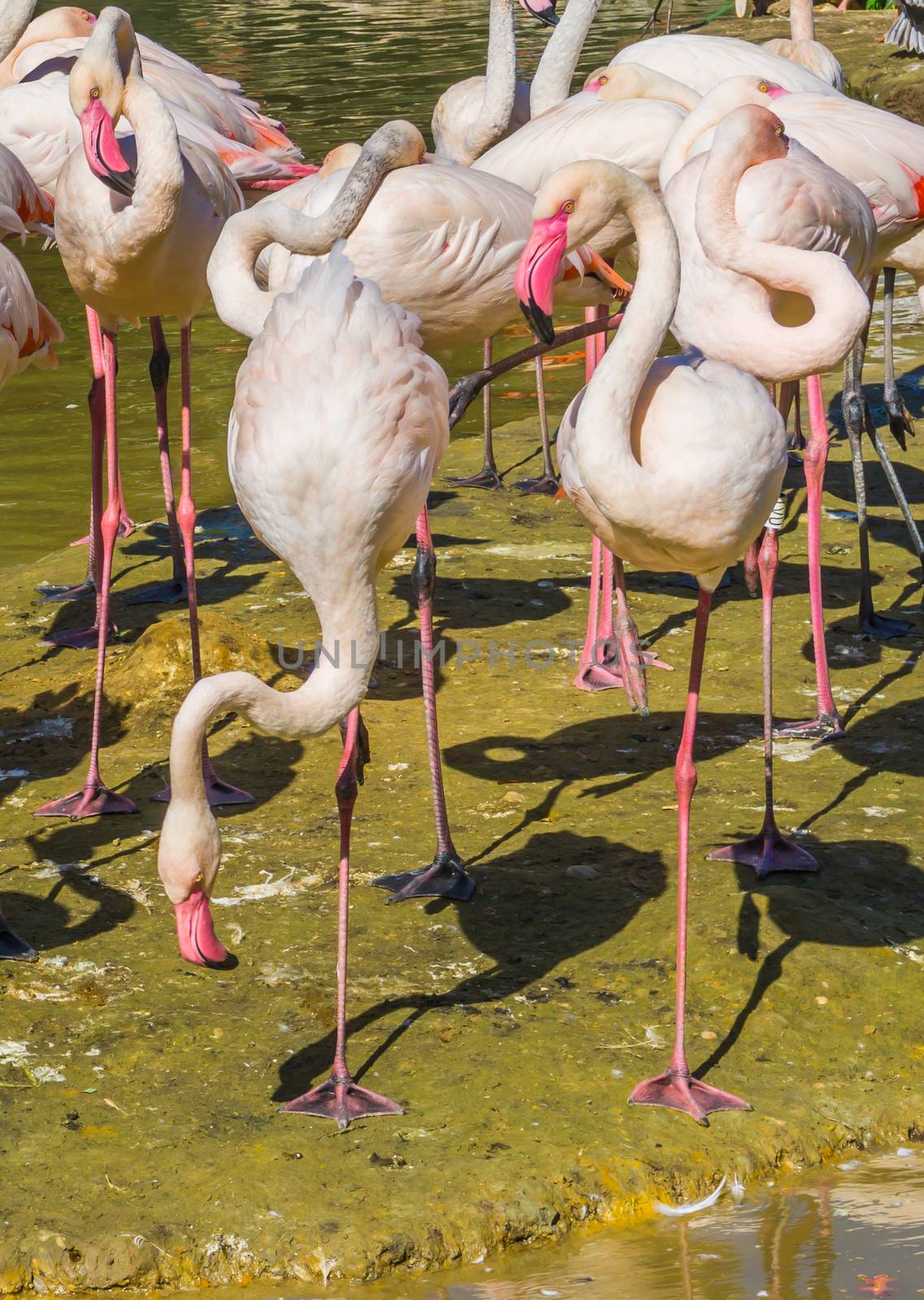 big flamingo family with 2 birds balancing on one leg in the front by charlottebleijenberg