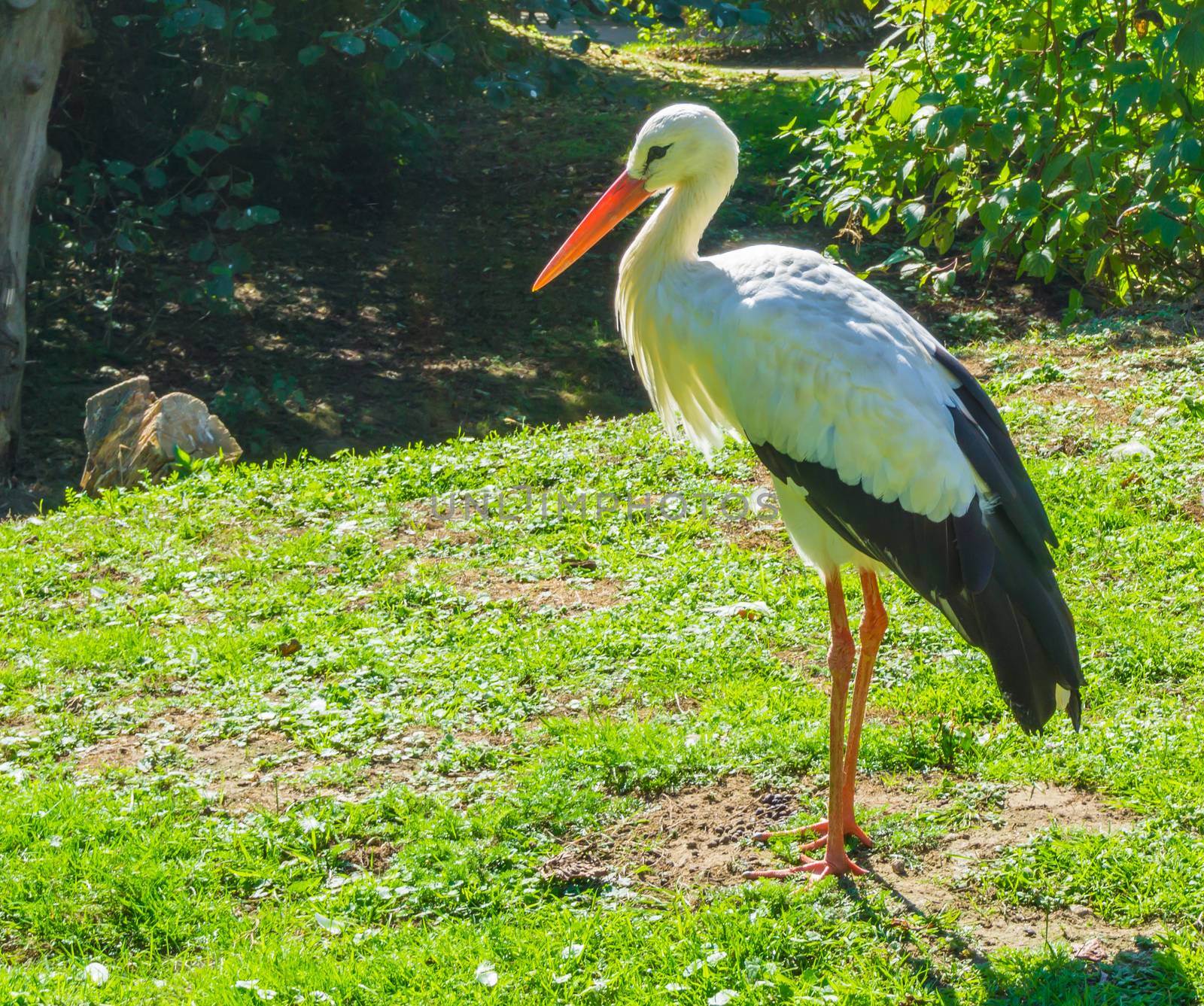 black with white stork standing in a nature landscape scenery by charlottebleijenberg