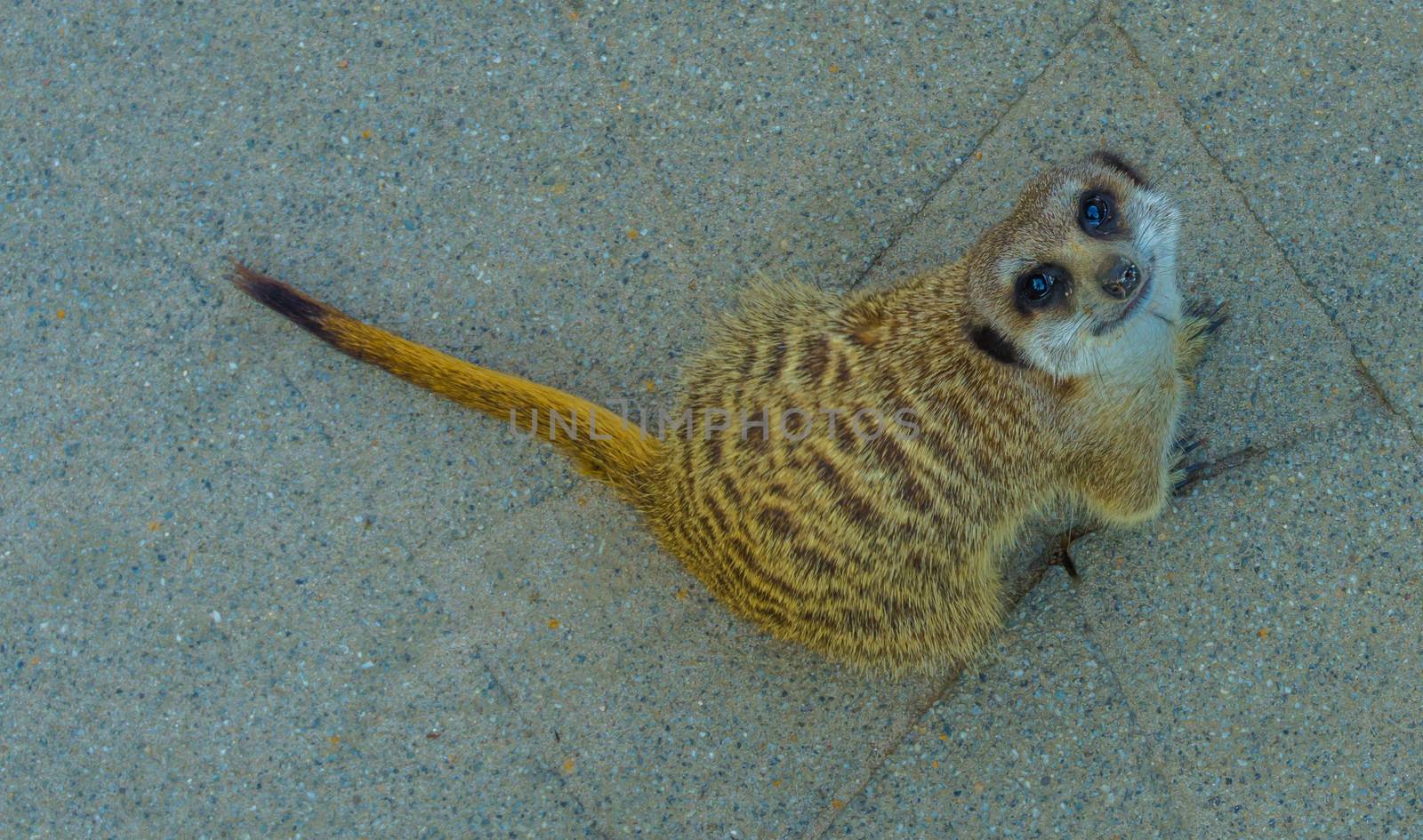 cute animal portrait of a meerkat sitting and looking in the camera with adorable puppy eyes by charlottebleijenberg