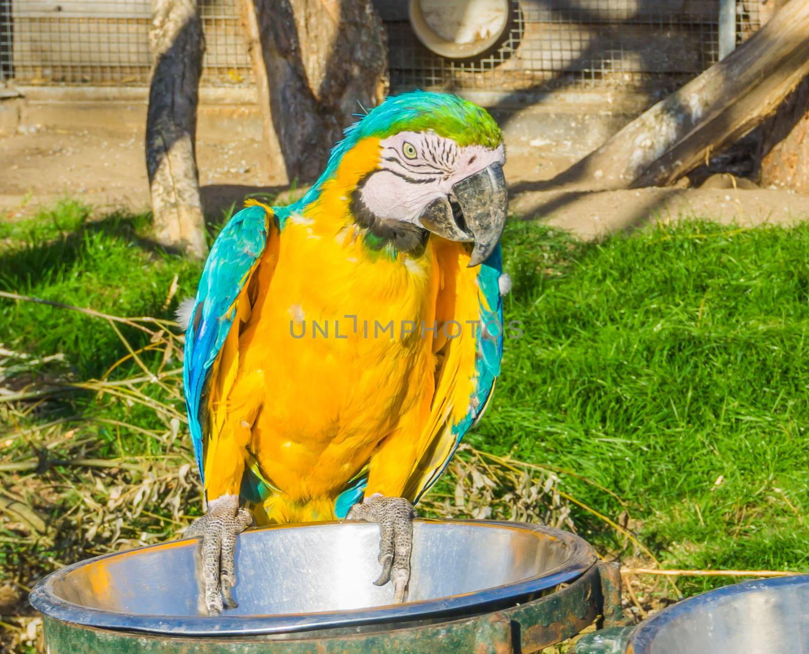 beautiful animal portrait of a colorful macaw parrot bird sitting and looking towards the camera