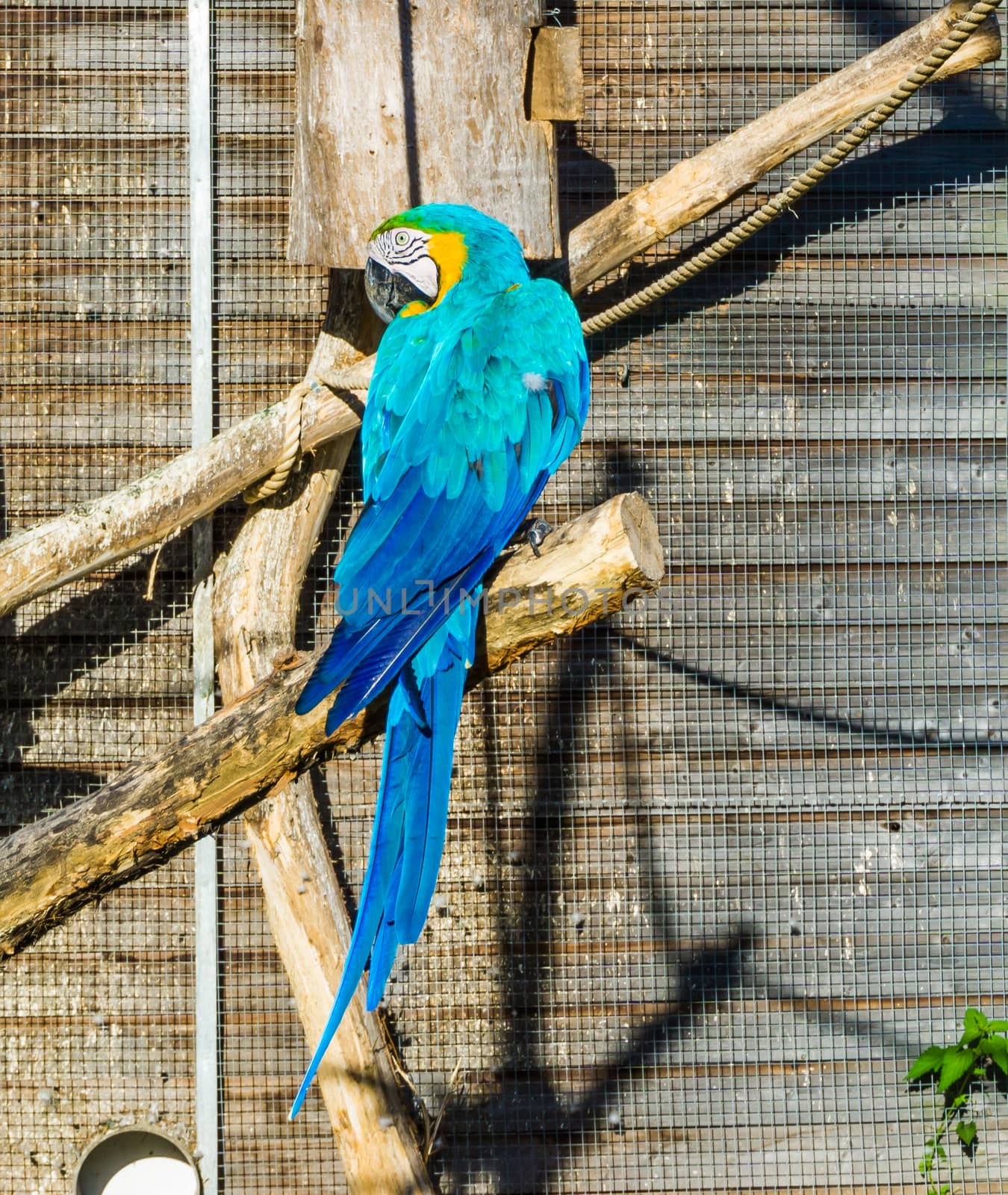 beautiful blue macaw parrot from behind sitting on a branch and looking back by charlottebleijenberg