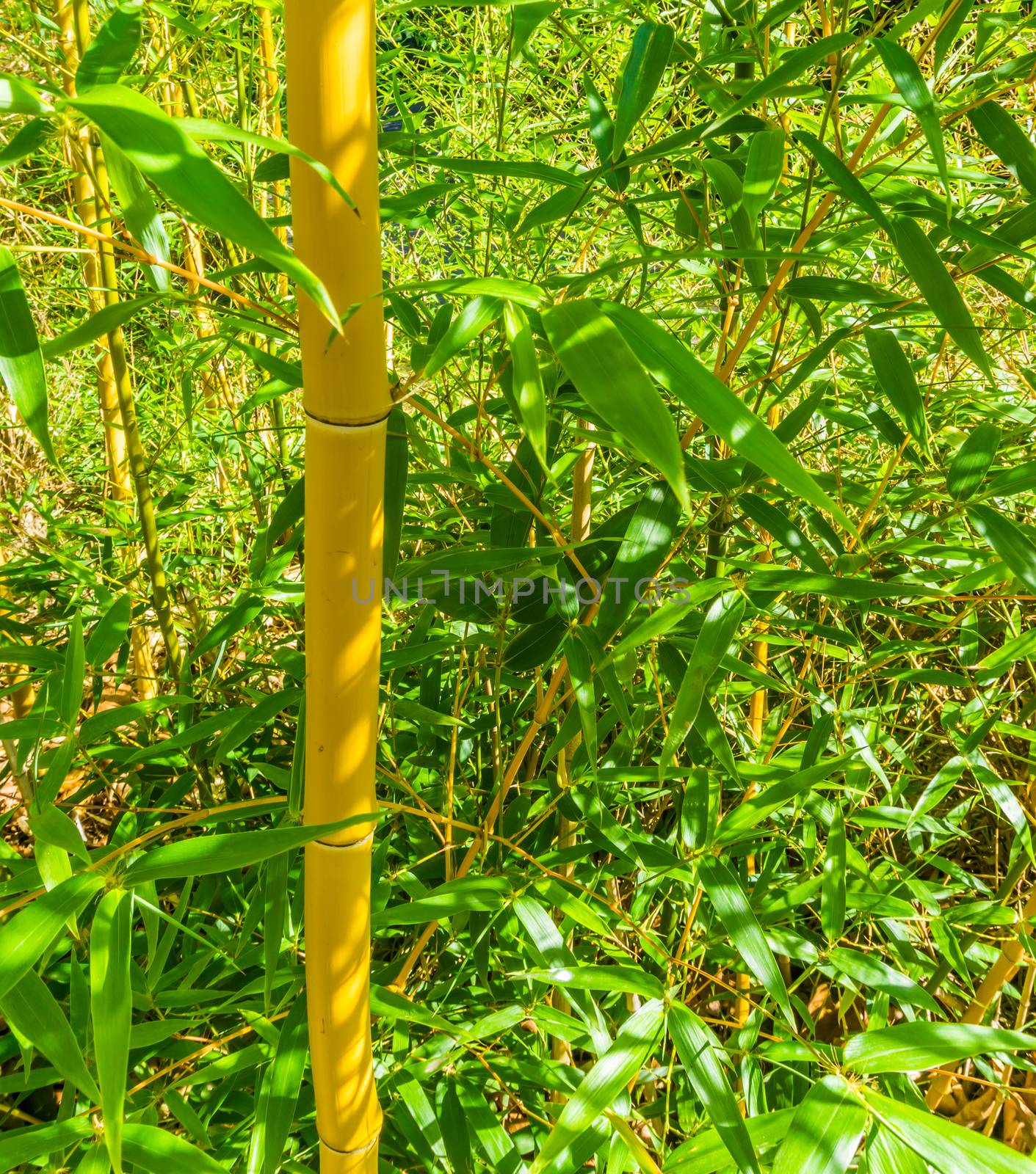 Bamboo plant tree trunk with green leaves close up textured background
