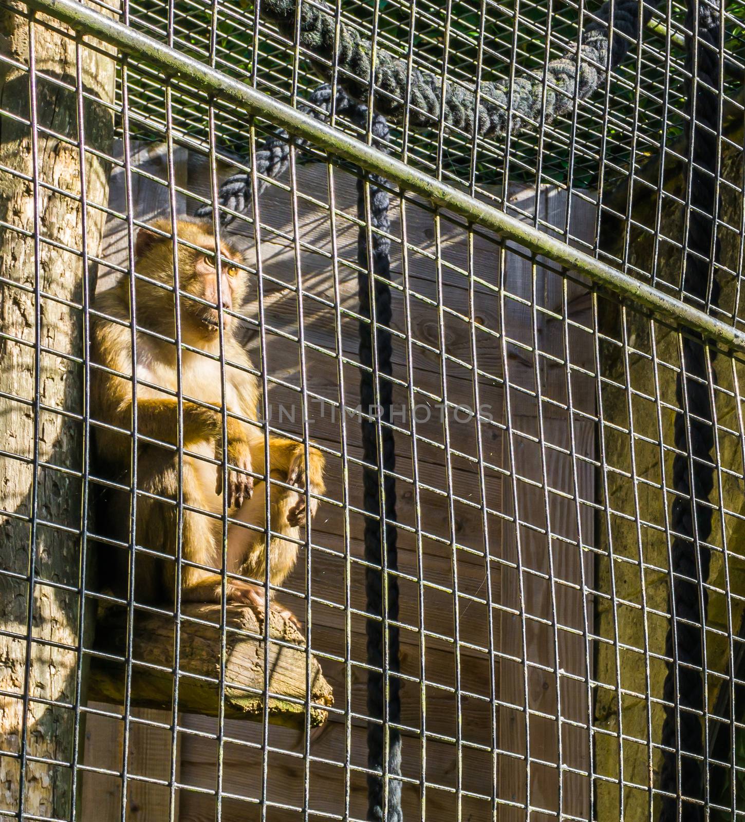 Caged brown macaque monkey behind metal fence cage sitting in a pole and looking outside by charlottebleijenberg