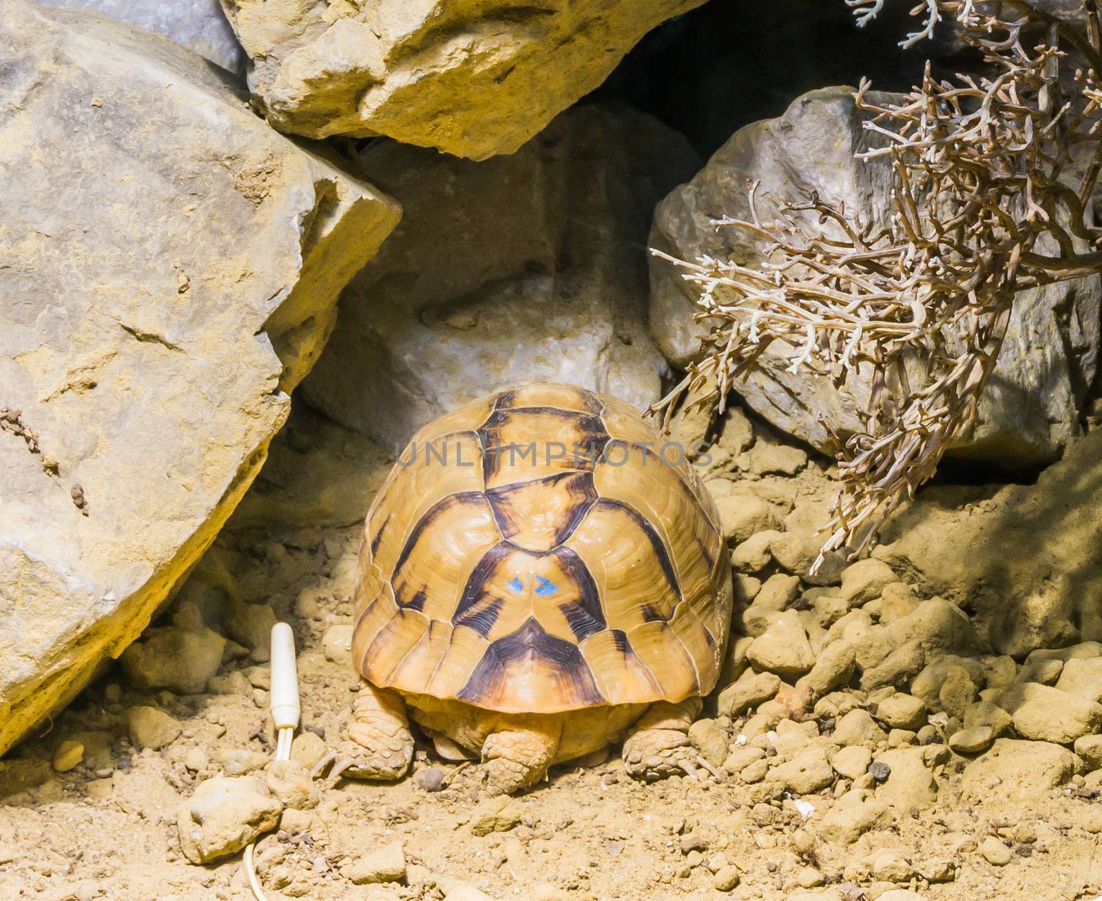 rare endangered egyptian tortoise turtle sleeping in the sand under some rocks