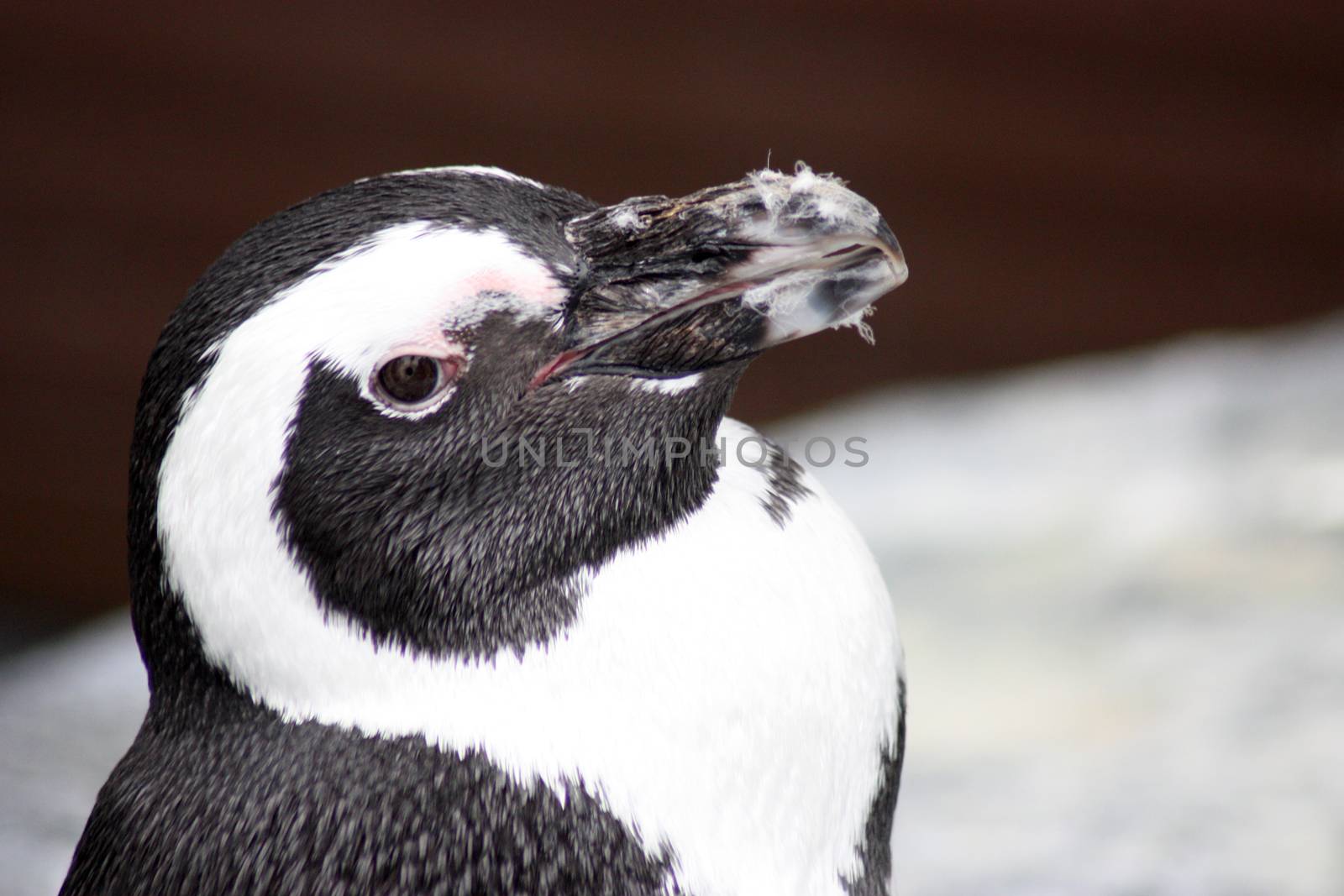 African penguin portrait. African penguin - spheniscus demersus, also known as the jackass penguin and black-footed penguin