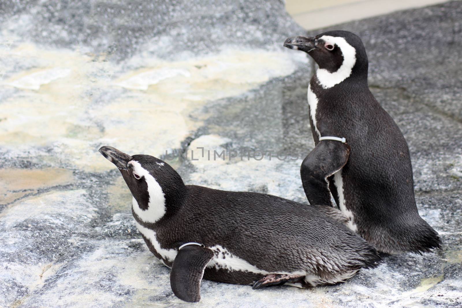Two African penguins. African penguin - spheniscus demersus, also known as the jackass penguin and black-footed penguin
