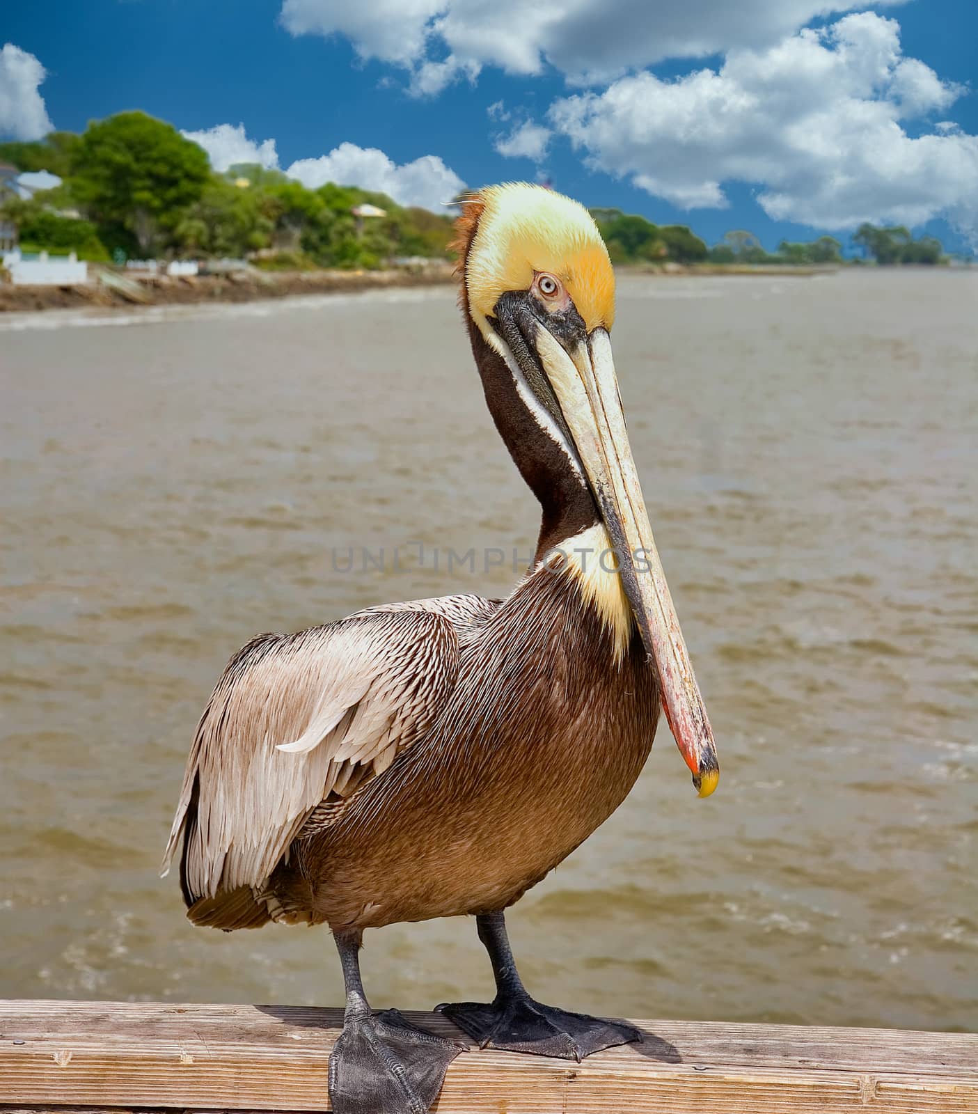 A colorful pelican posing on a pier