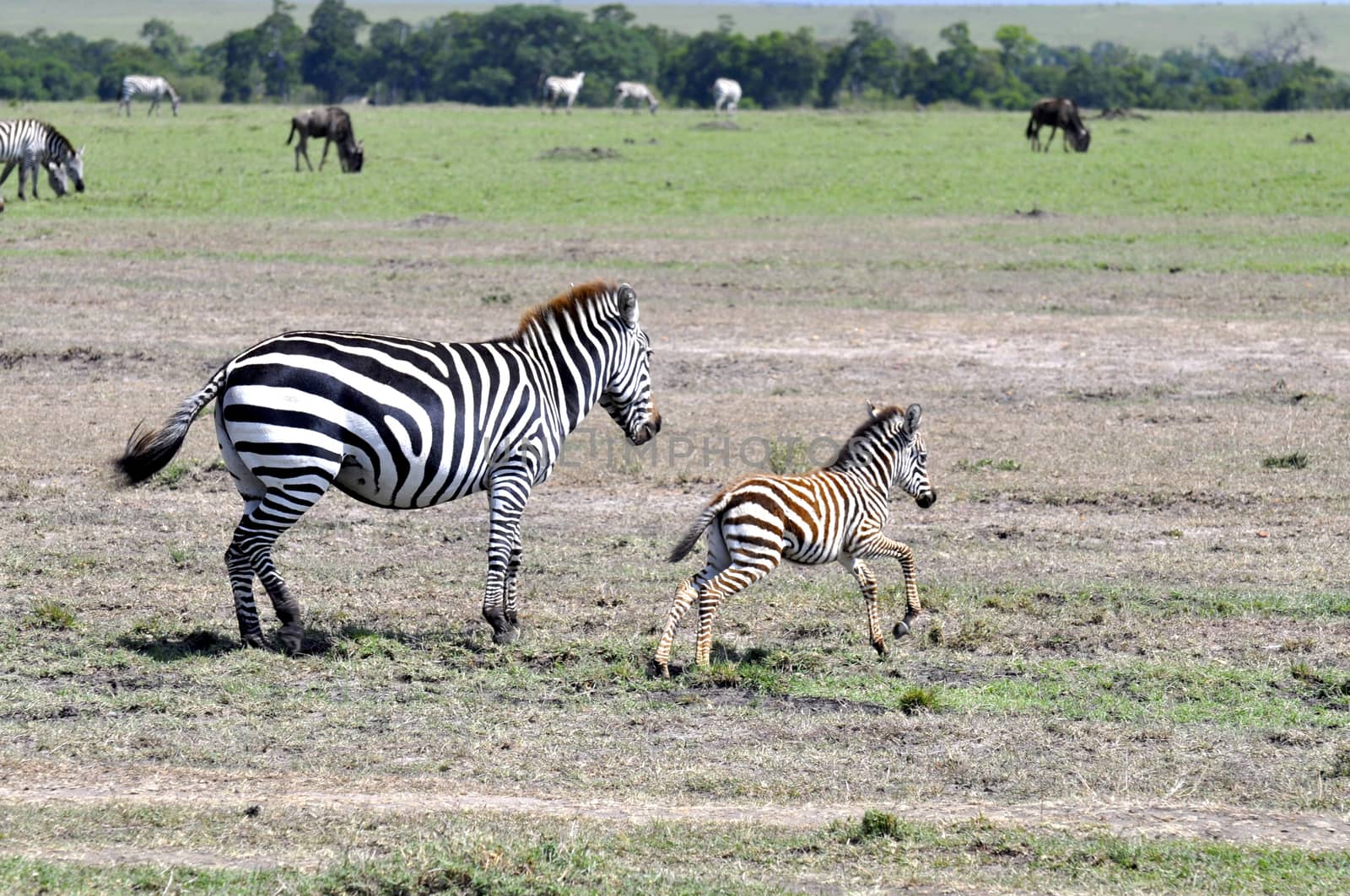 Zebras of Masai Mara by MichaelMou85