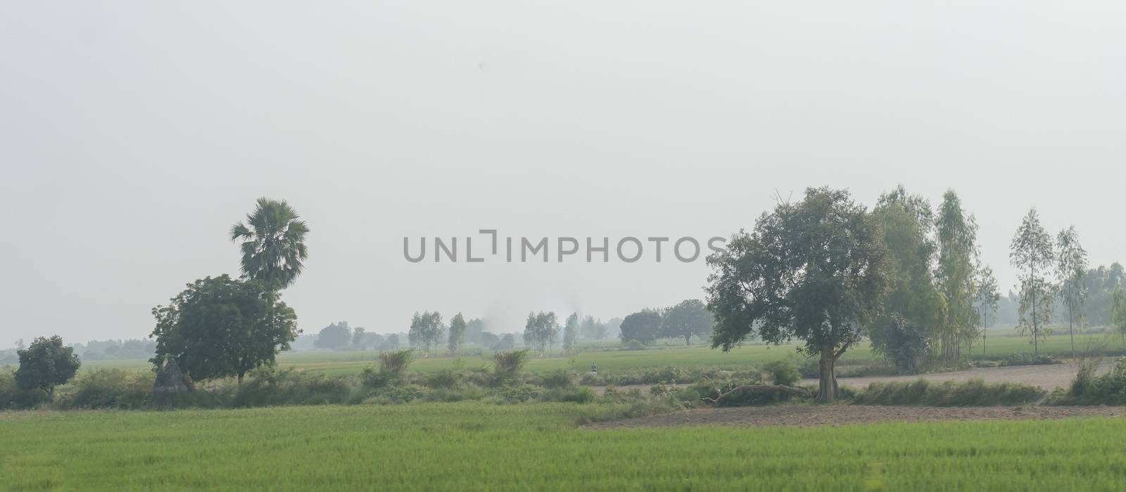 Rural India village in Tripura in summer. Landscape scenery of Agricultural field, Rice Crop meadow plantain tree and country road in horizon over land background. by sudiptabhowmick