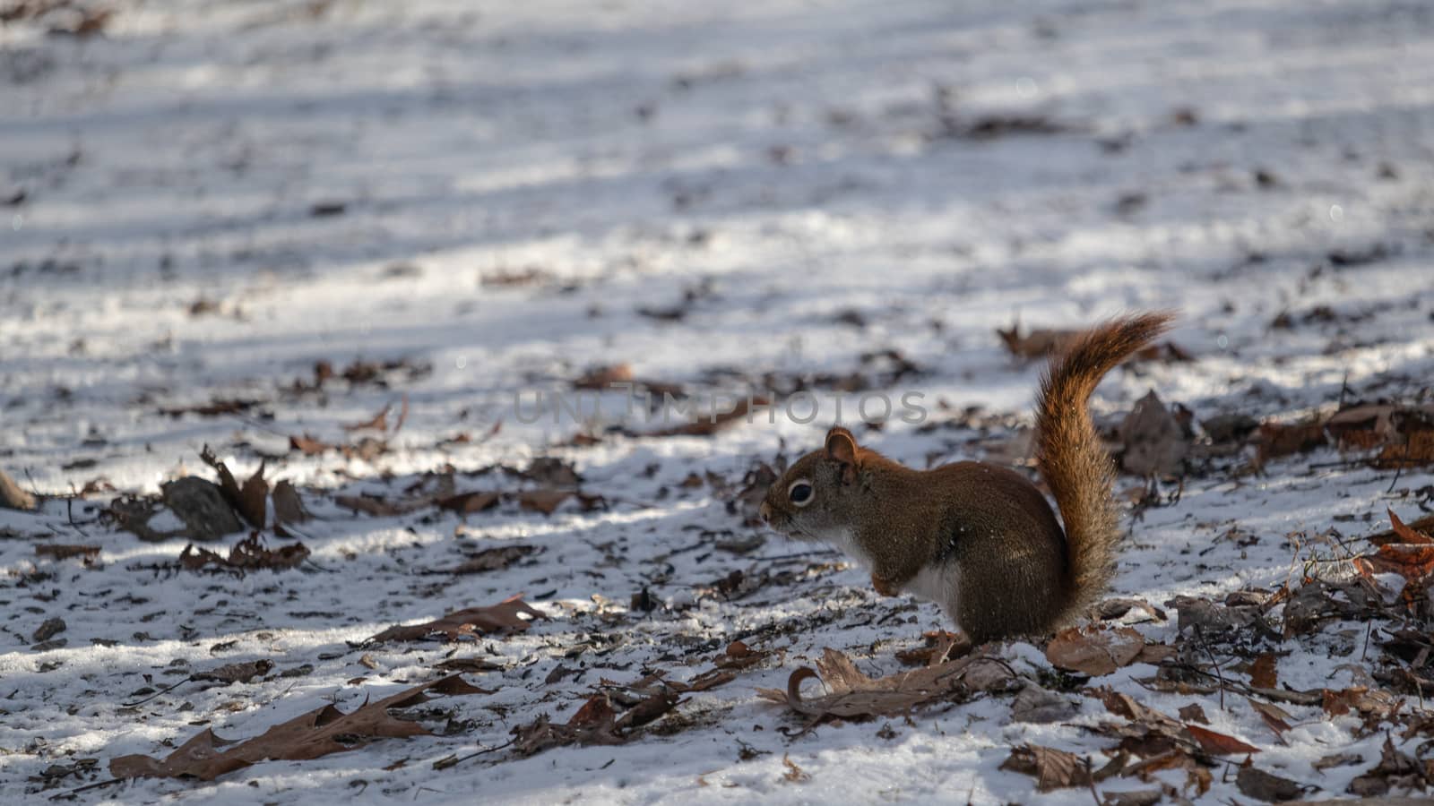 An American Red Squirrel in the Snow by colintemple