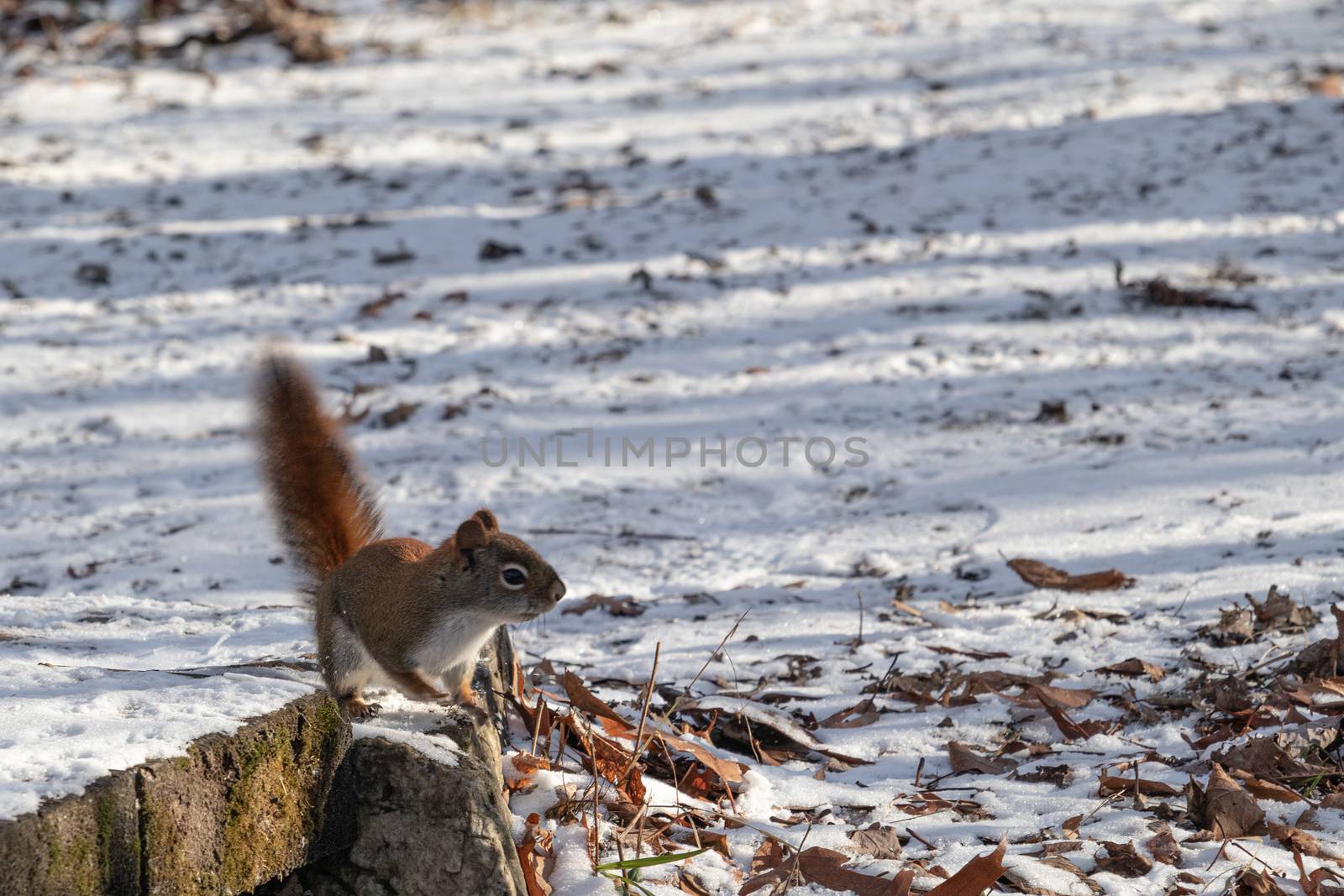 A wild American red squirrel lifts its tail and stands up on its hind legs as it cautiously looks around from the edge of a boardwalk leading onto a nature trail footpath in the woods.
