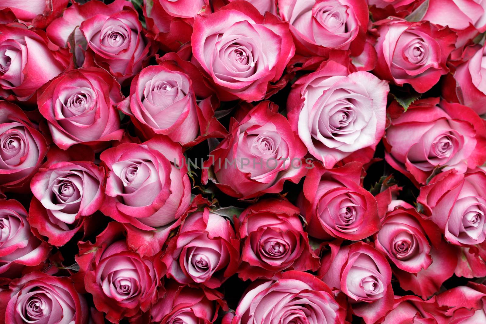 Pink rose flowers background with copy space for text