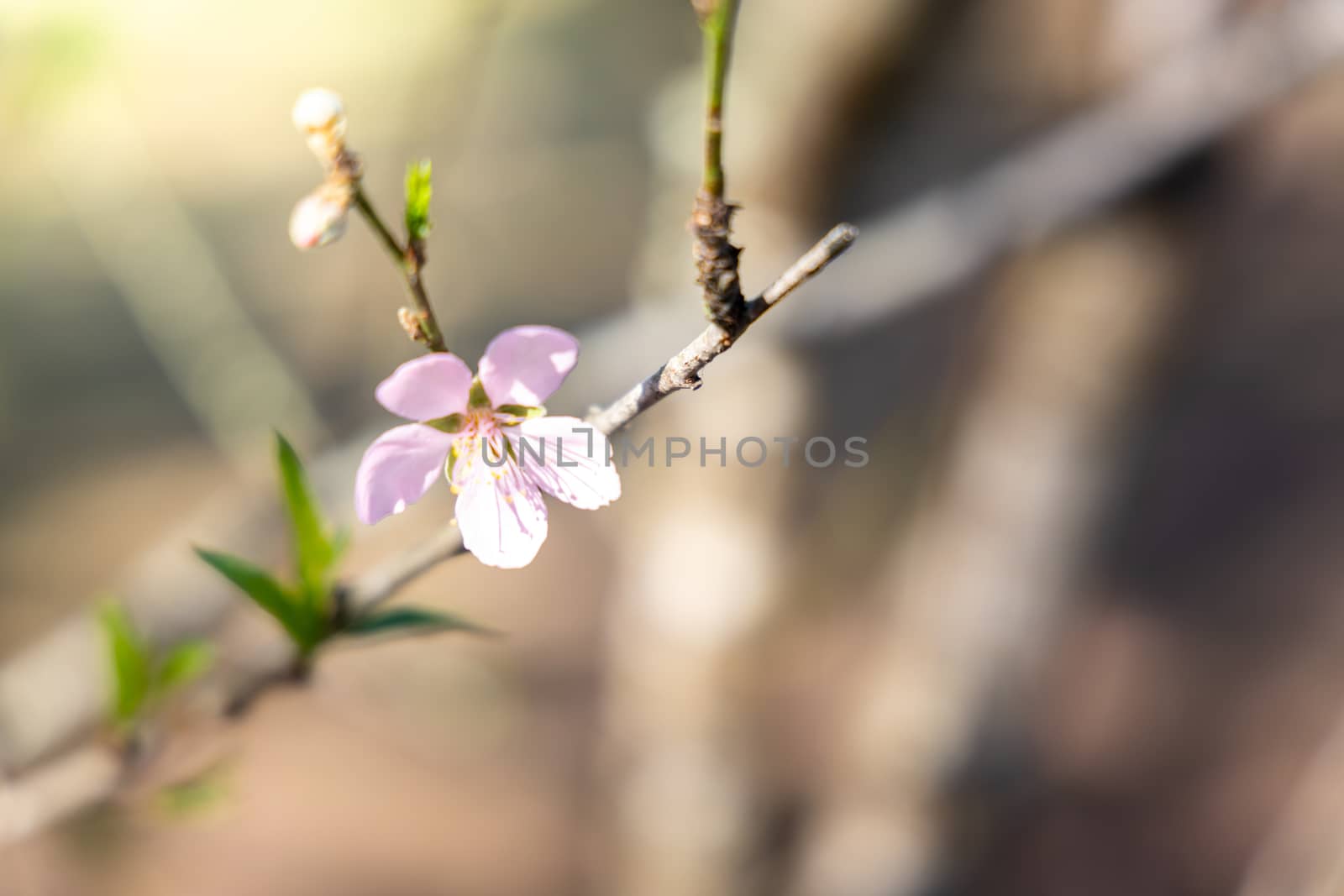 Sakura flowers blooming blossom in Chiang Mai, Thailand, nature background