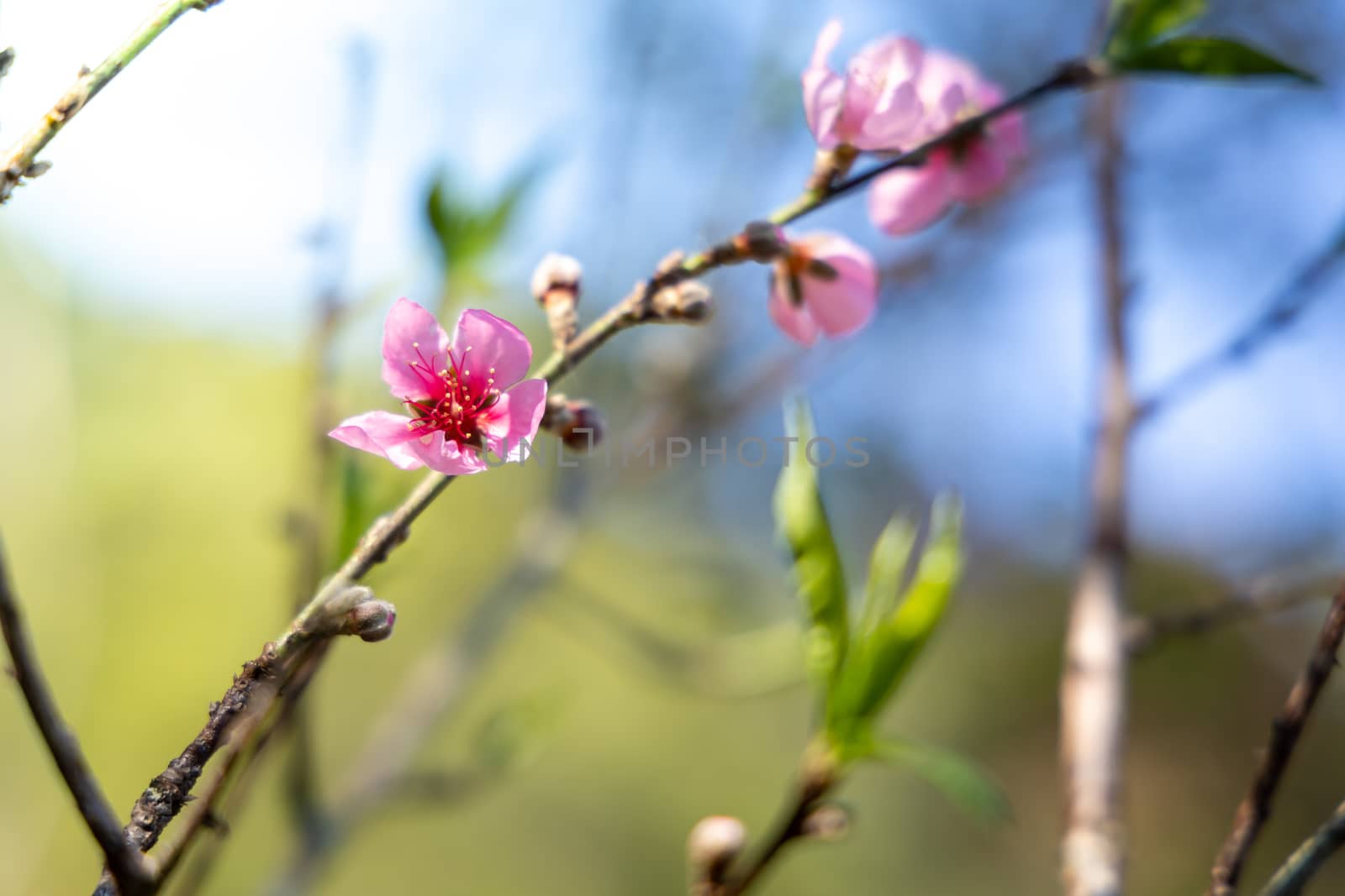 Sakura flowers blooming blossom in Chiang Mai, Thailand, nature background